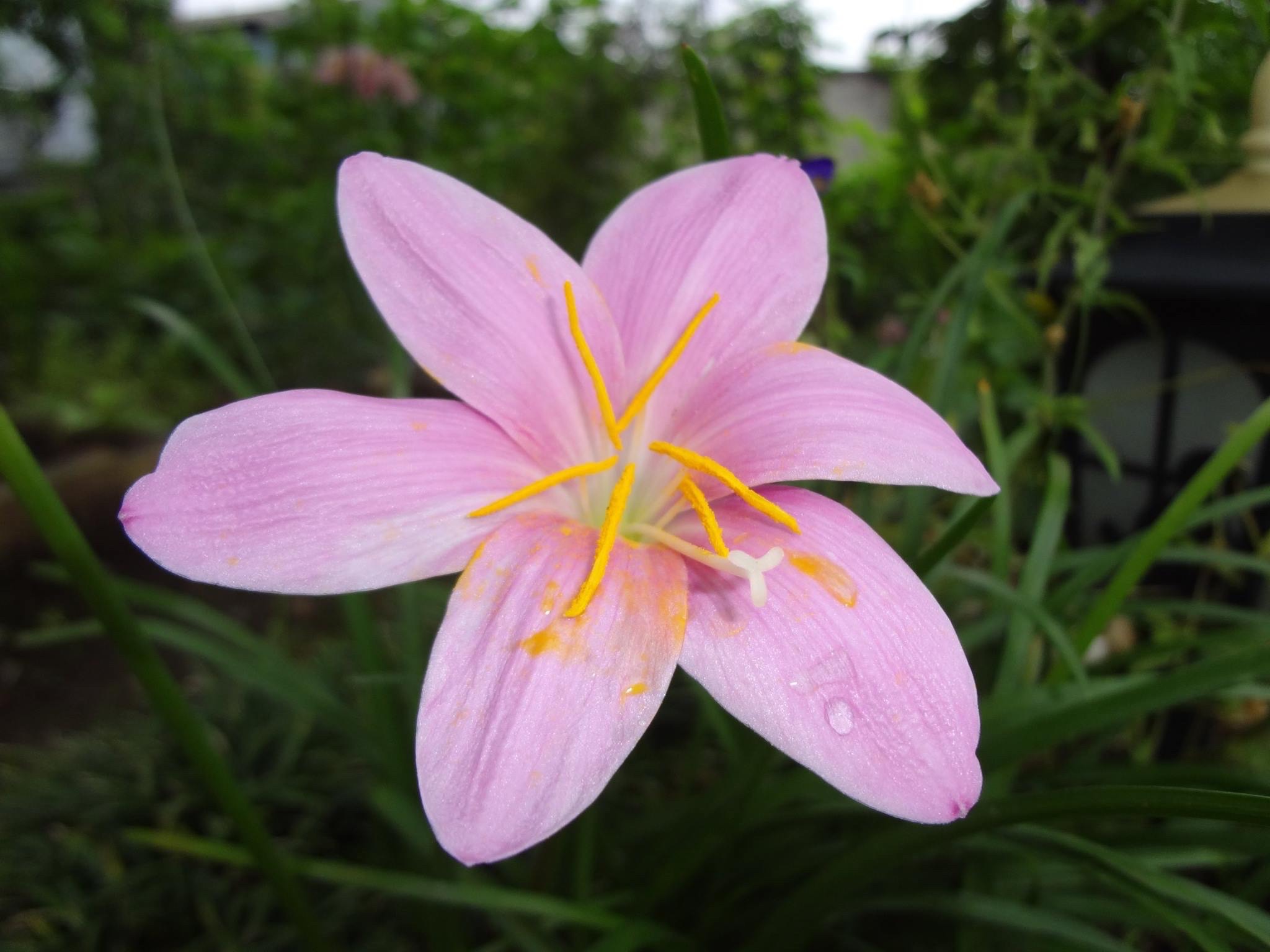 ゼフィランサス・カリナタ、サフラン擬（もどき）の花です。