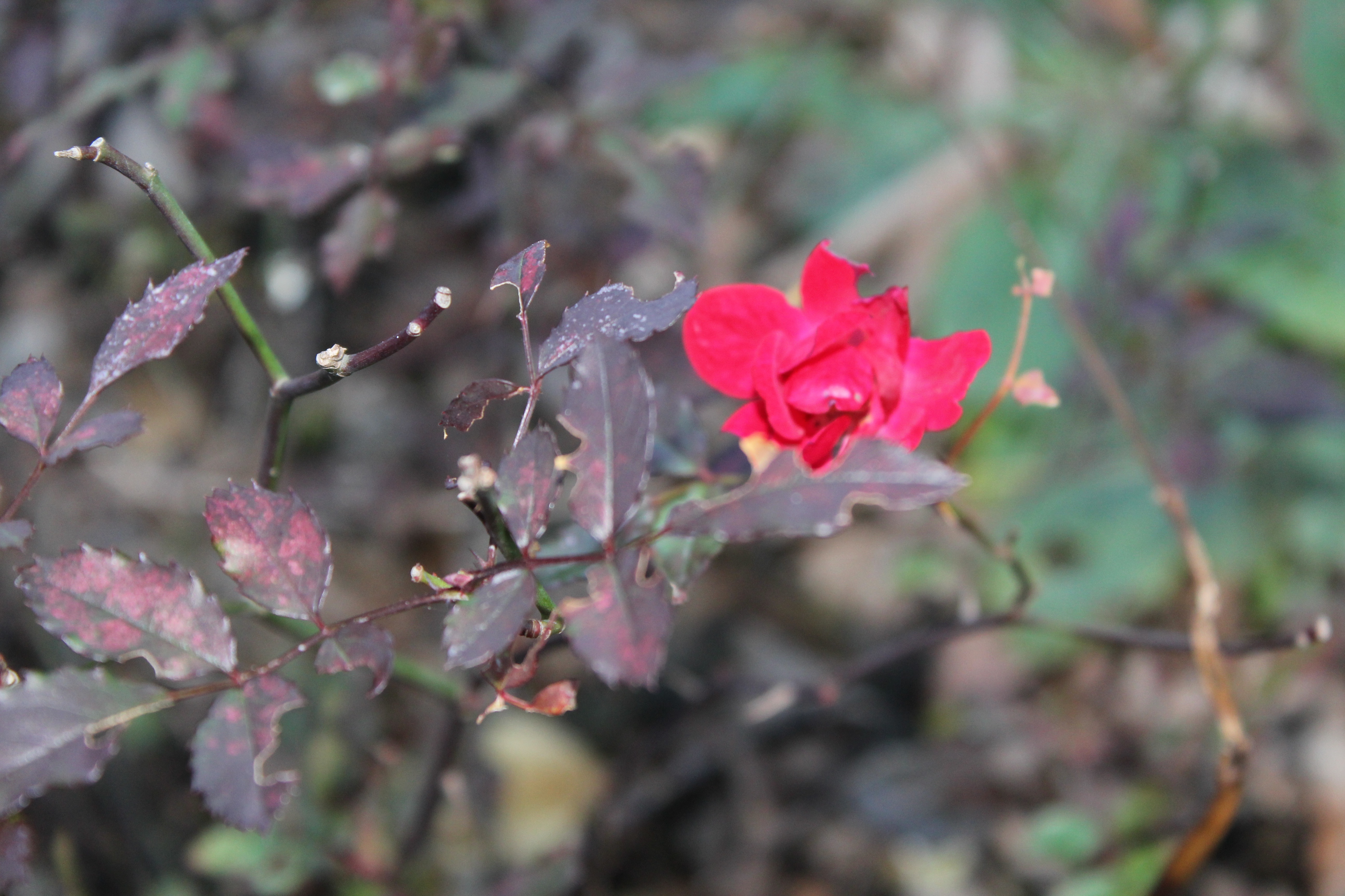 寒くなってからの方が花数が多くなってきたドリフト薔薇です。