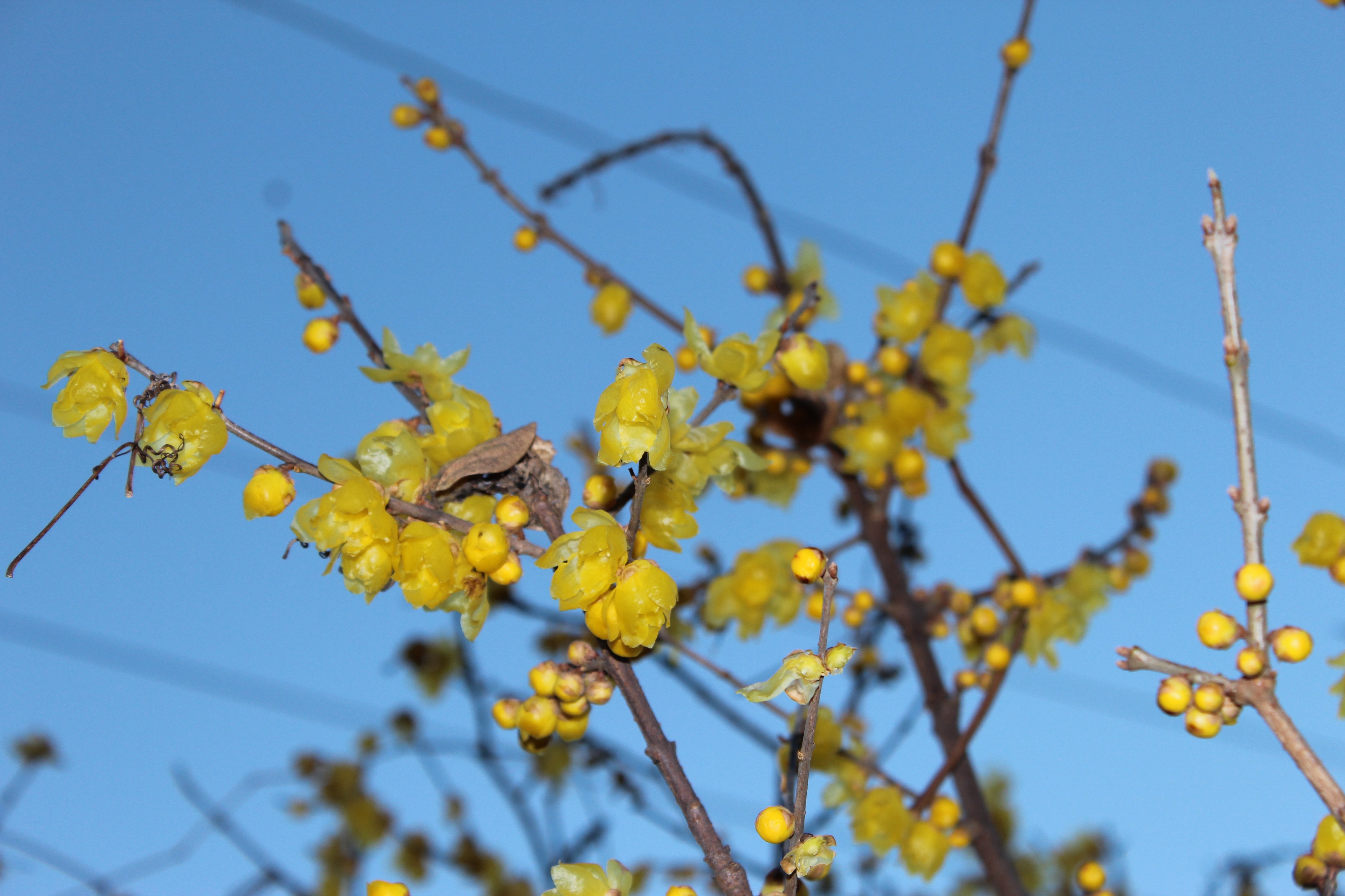 今日の誕生花の蝋梅（ろうばい）は、今年は咲き揃いが早いですね。