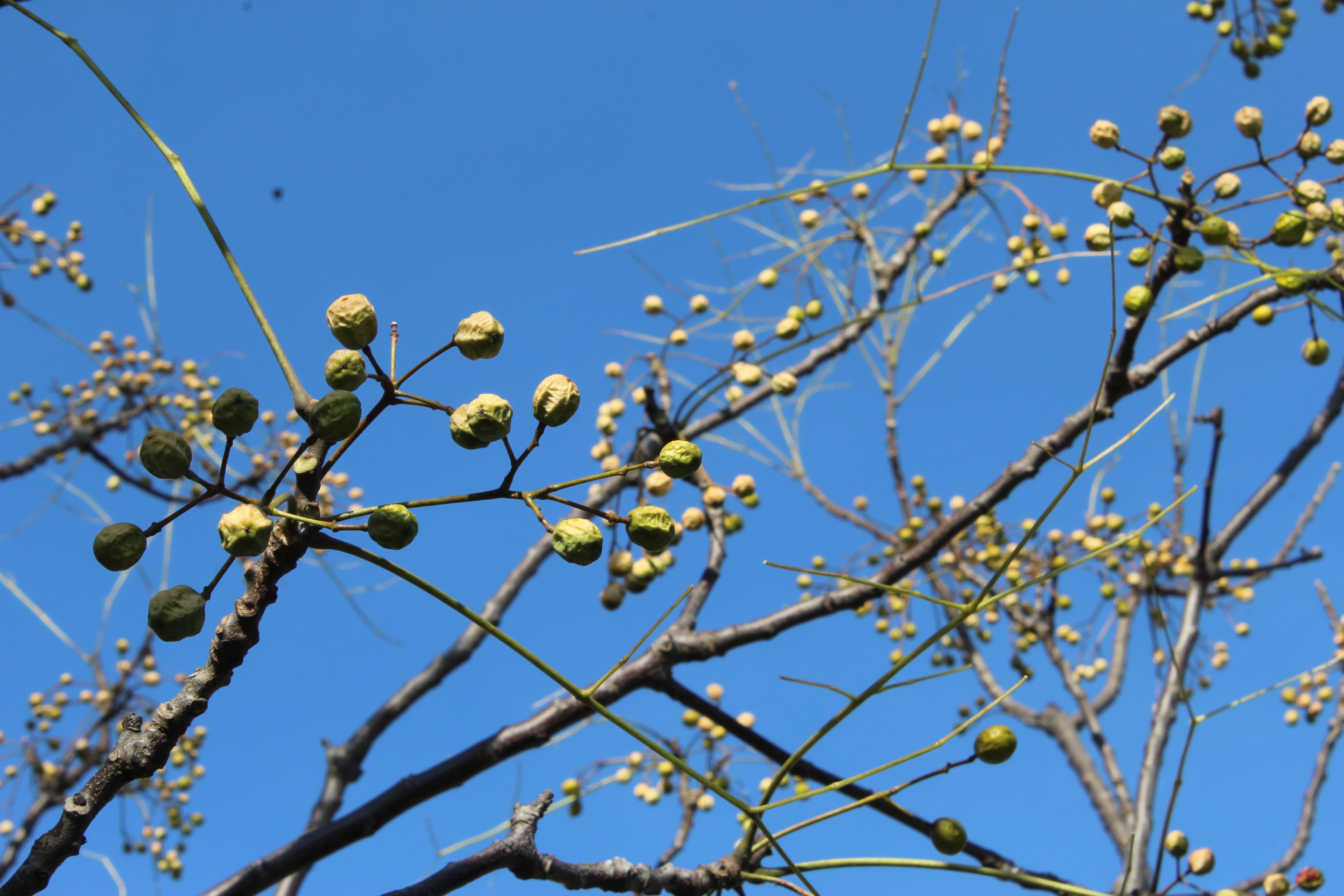 葉が落ちて、枝に実が残っている今の季節は、栴檀（せんだん）がわかりやすいですね。