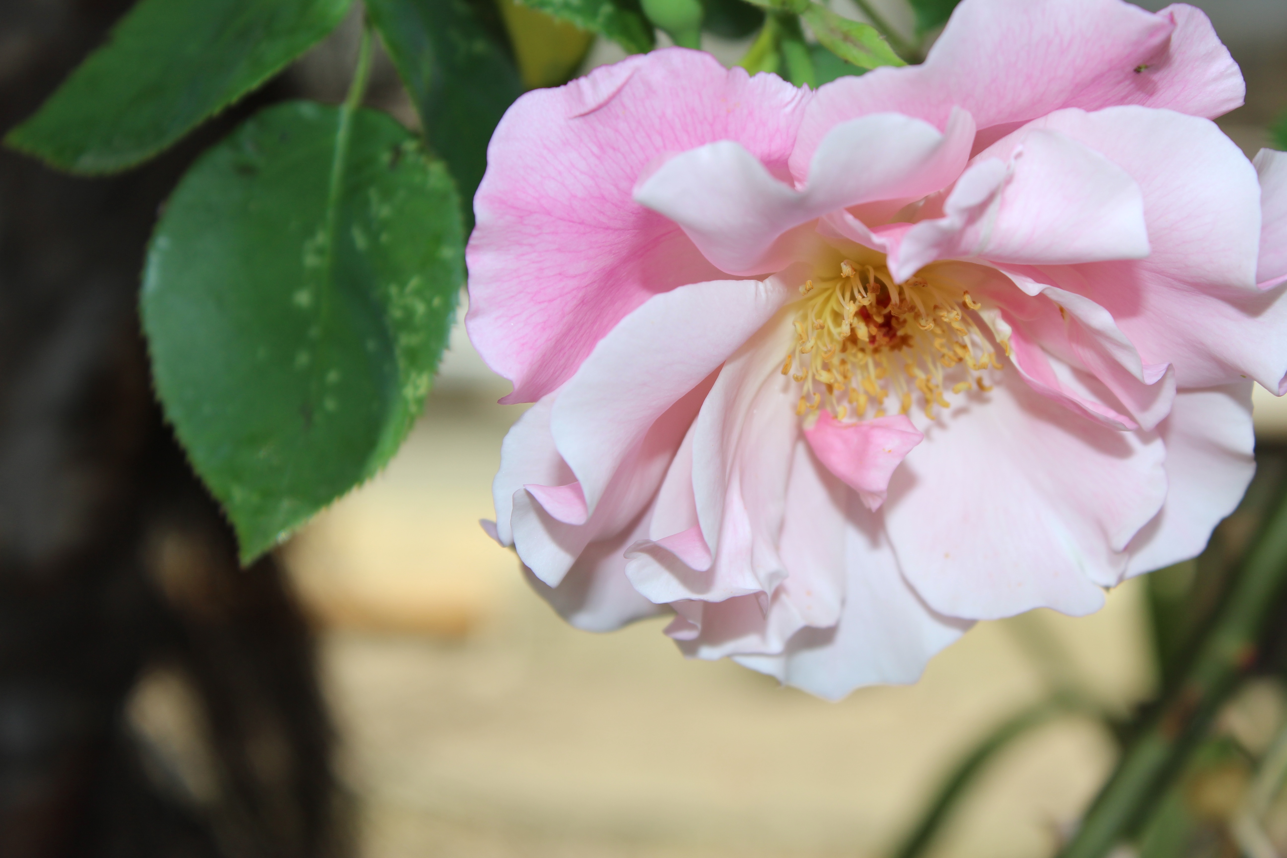 スパニッシュ・ビューティーが、今年の最初の薔薇の開花になりました。