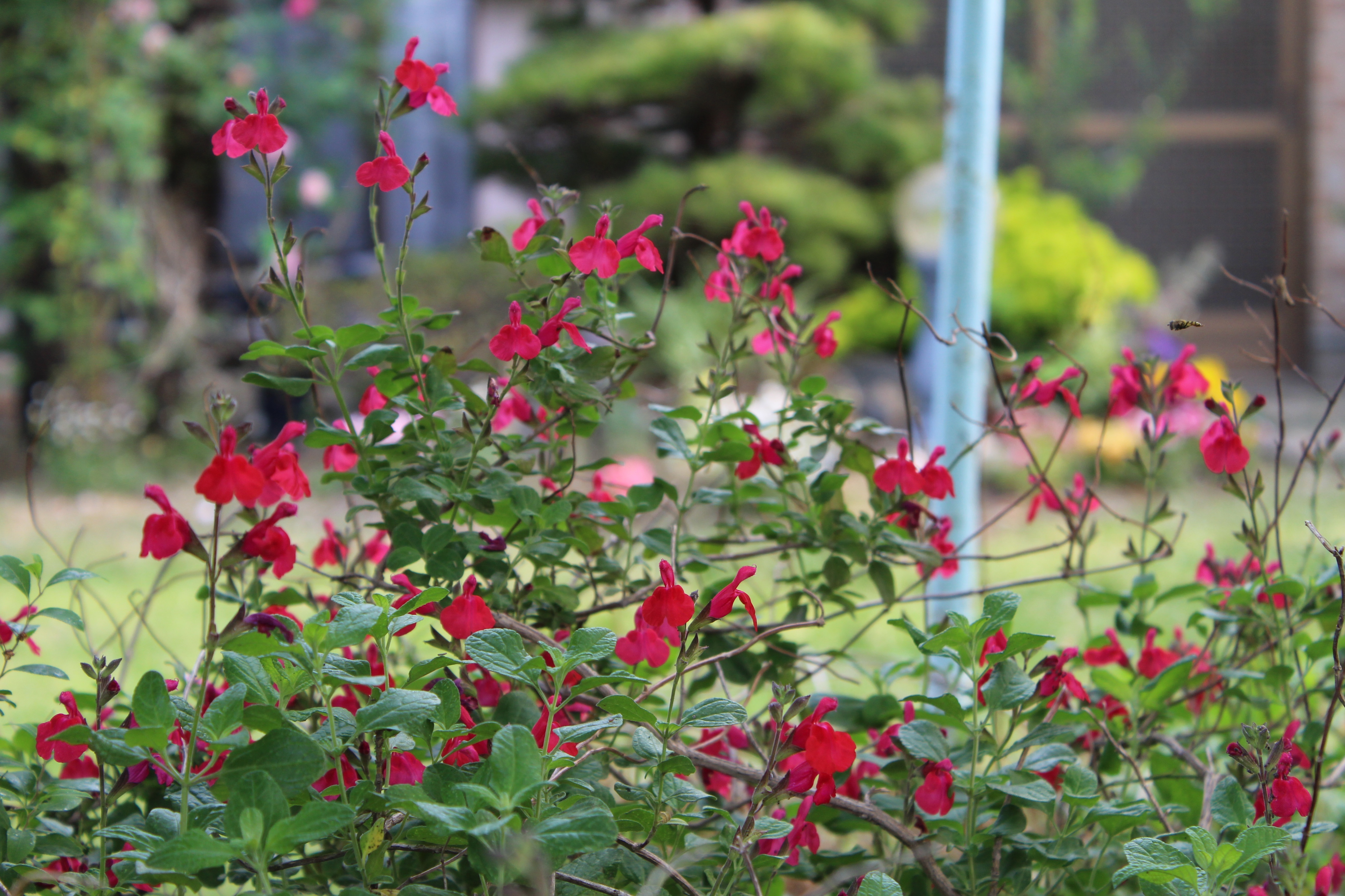 チェリーセージの情熱の赤い花がたくさん咲いてきました。