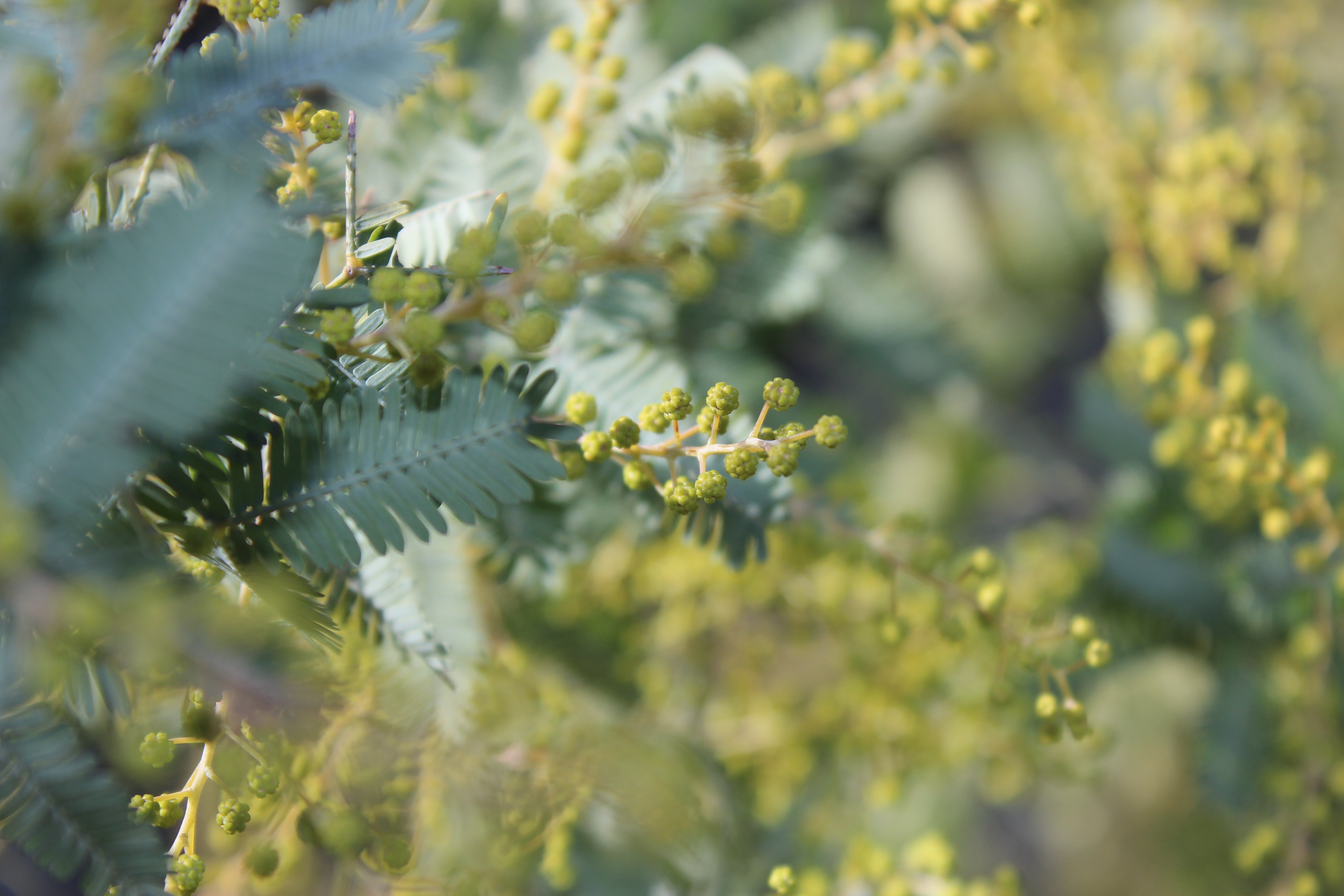 ミモザアカシアの蕾も春の訪れに備えて、たくさん膨らませています。