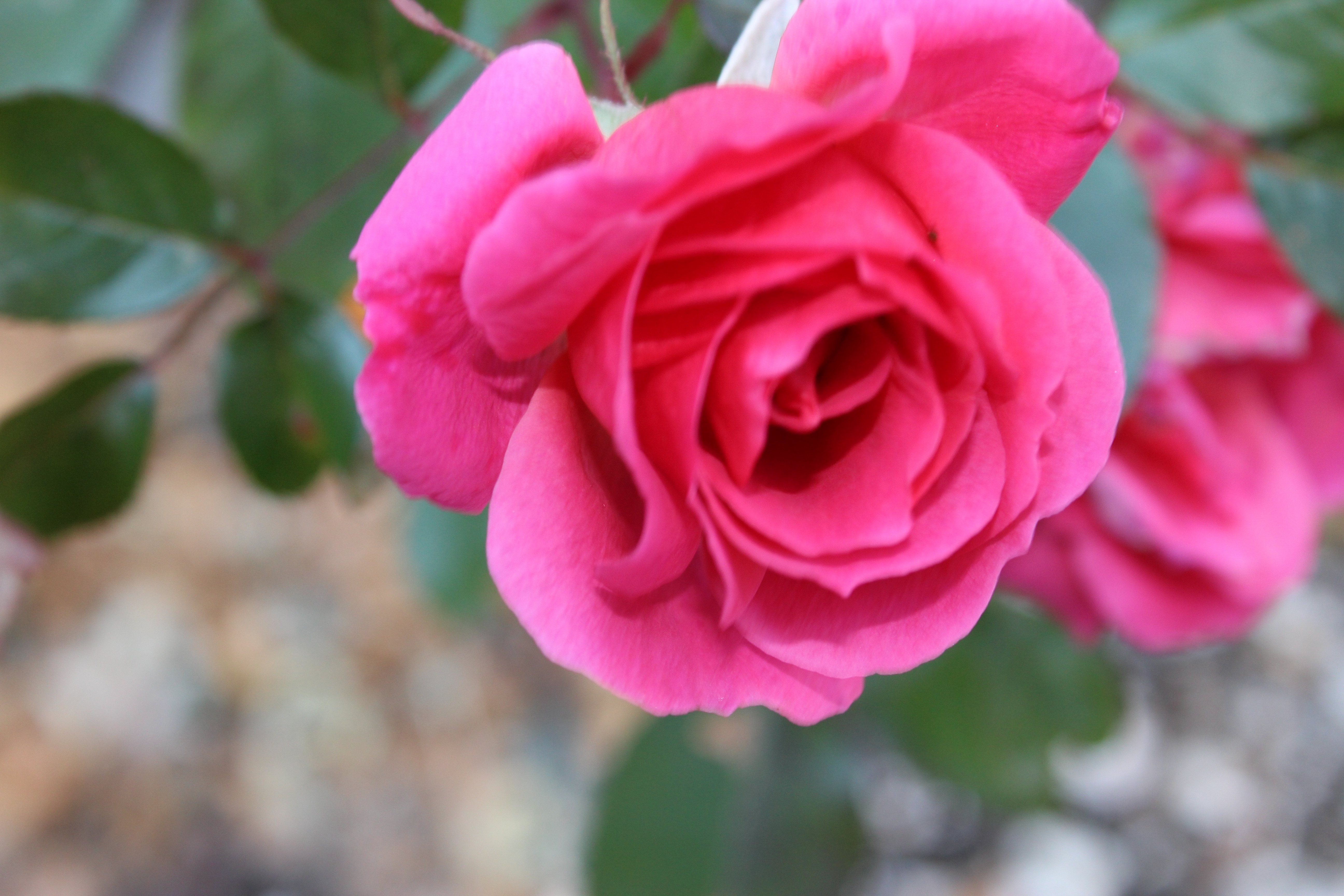 今日の誕生花の薔薇は、数十年ぶりの寒波も雪も経験してなお、美しく咲いているジェネラシオン・ジャルダンです。