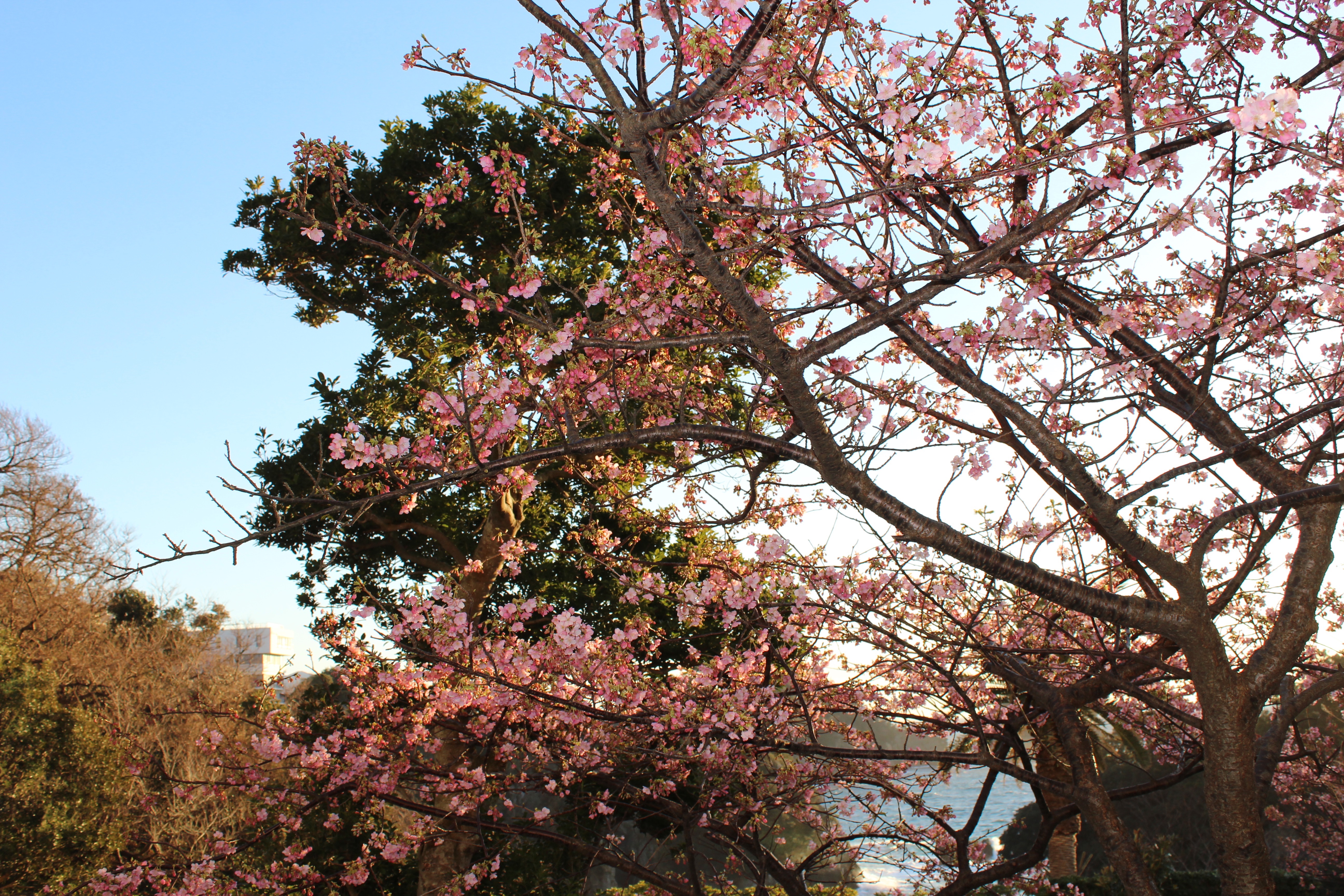 日本一美しい夕陽の町、西伊豆の桜と夕陽です。