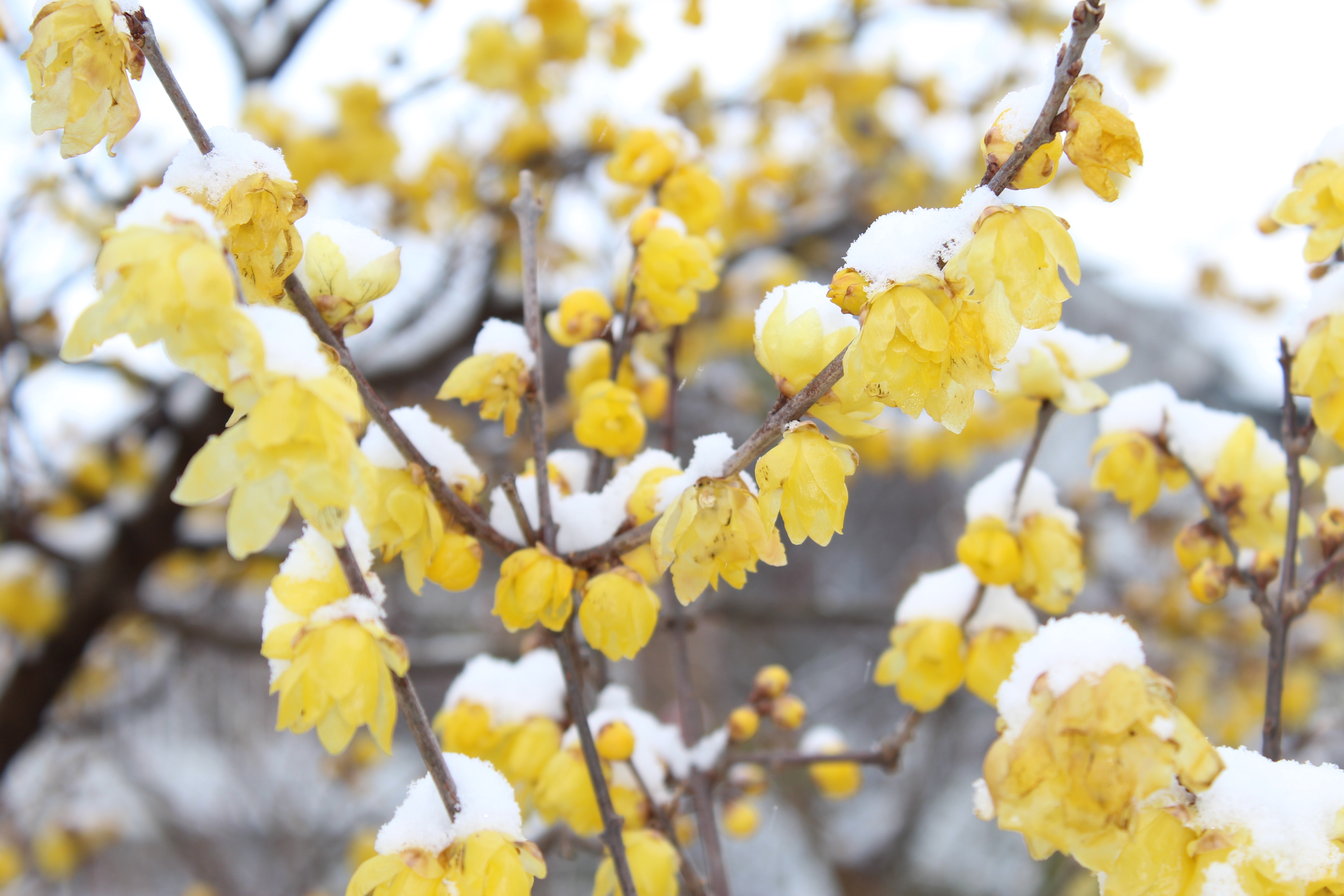 この冬二度目の雪の花が満開になりました。