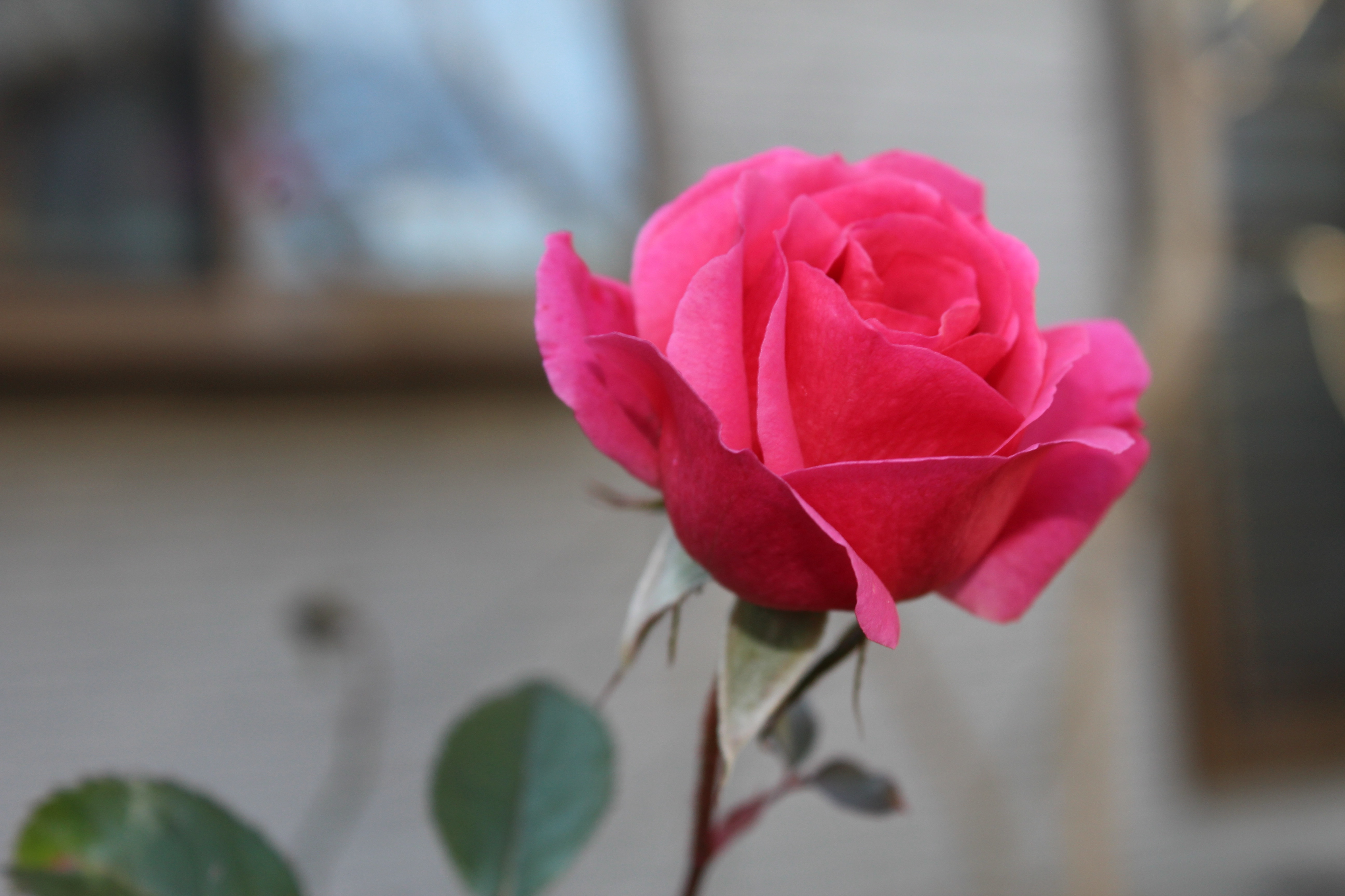 今日の誕生花の薔薇は、数十年ぶりの寒波も雪も経験してなお、美しく咲いているジェネラシオン・ジャルダンです。