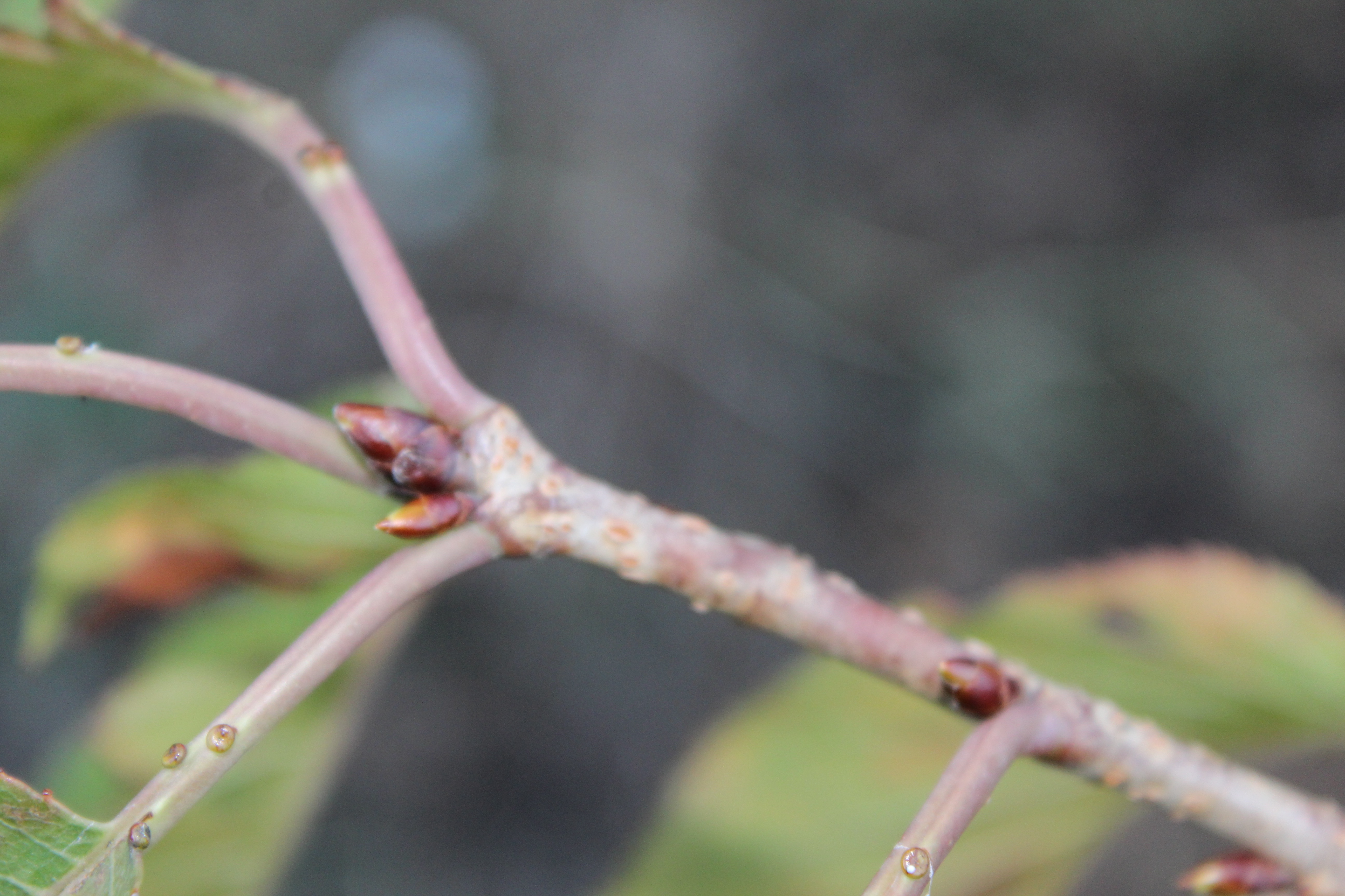 河津桜（かわづざくら）の蕾は、もう膨らんできています。