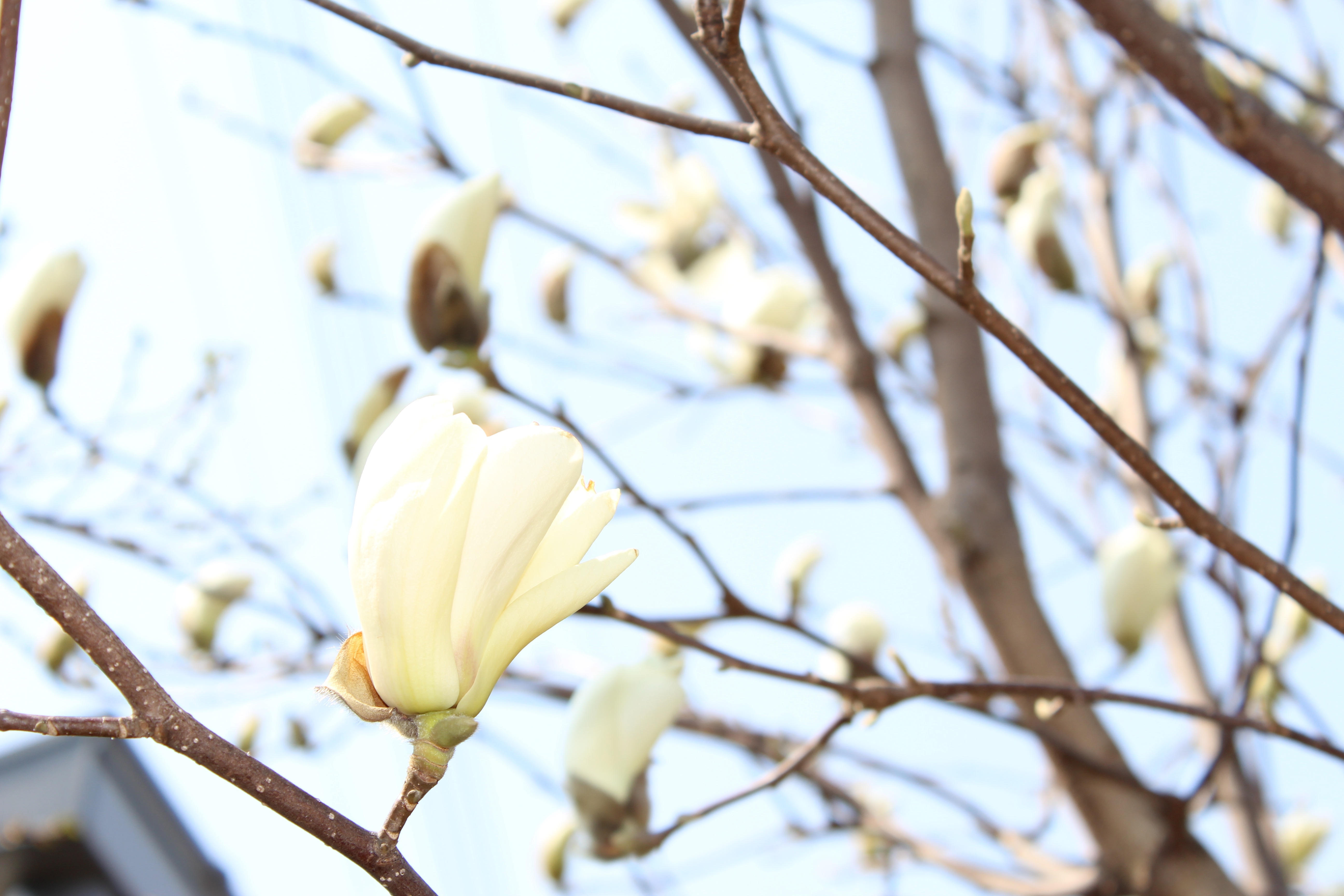 白木蓮（はくもくれん）の花が、美しく豪快に咲いてきました。