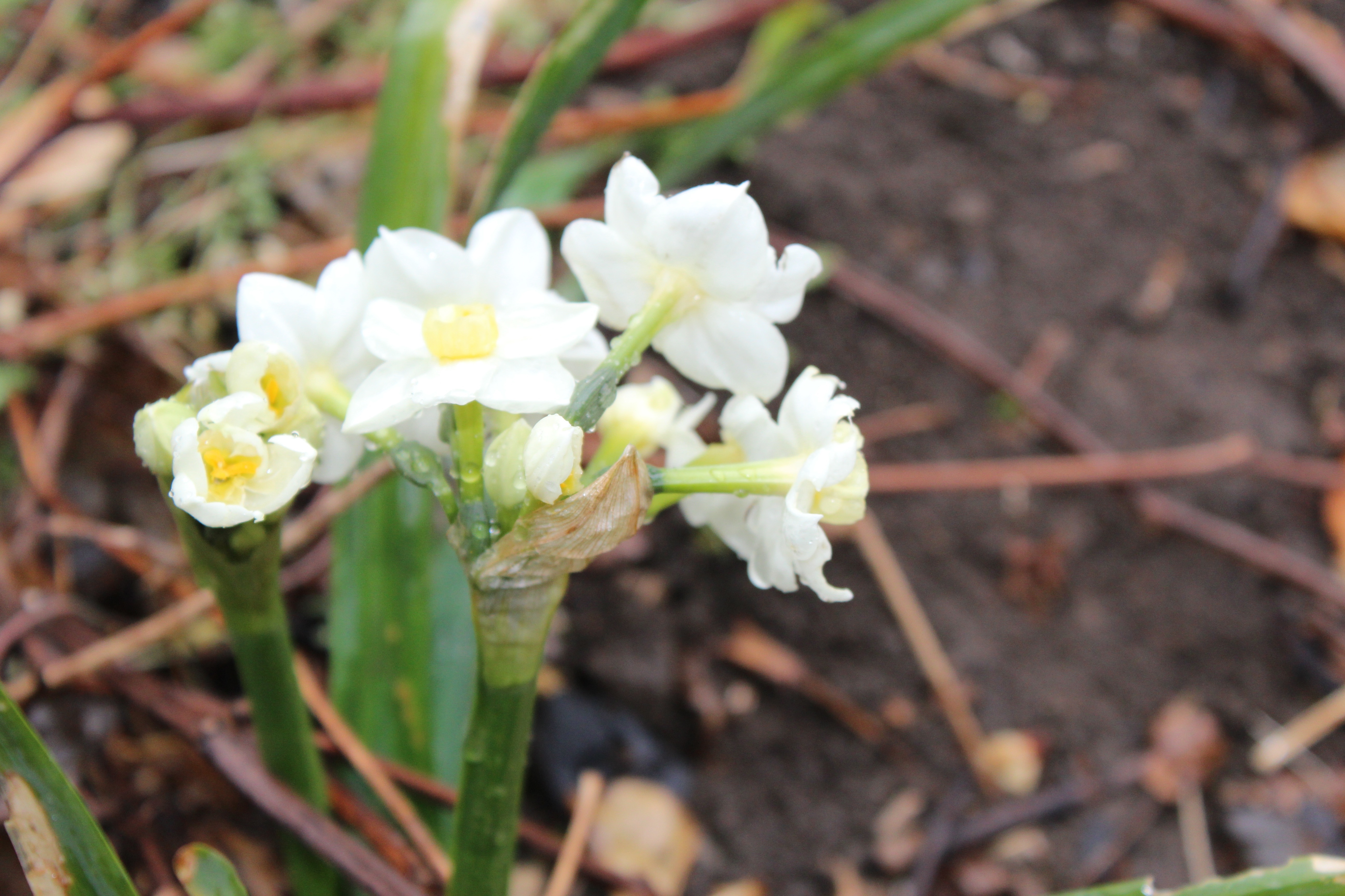 早咲きの水仙が終わる頃には、遅咲きの喇叭水仙たちが咲き始めます。
