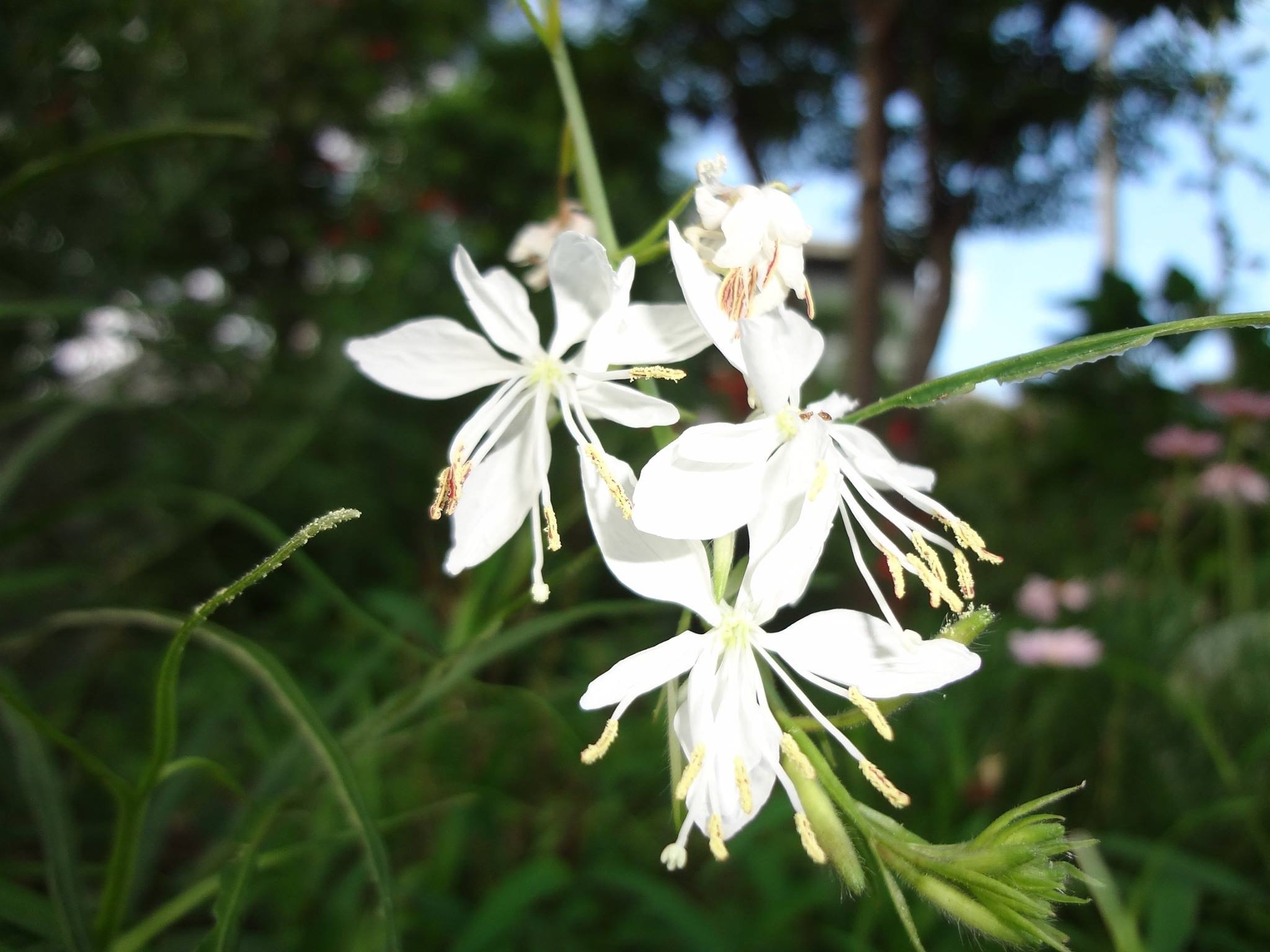 白蝶草（はくちょうそう）ガウラの純白の花です。