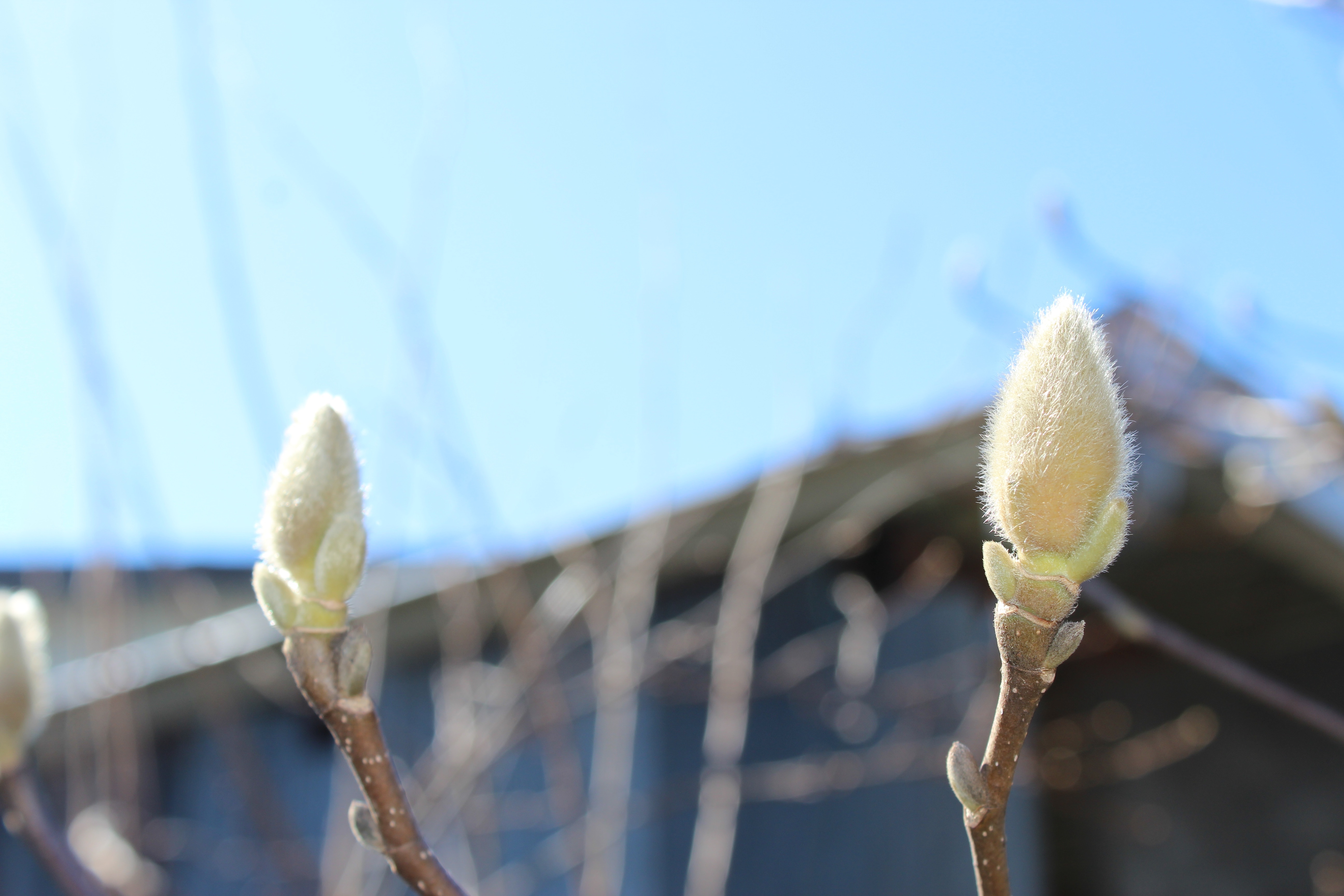白木蓮（はくもくれん）の蕾はまだ固く、熟成してきていますが、開花はもう少し先ですね。