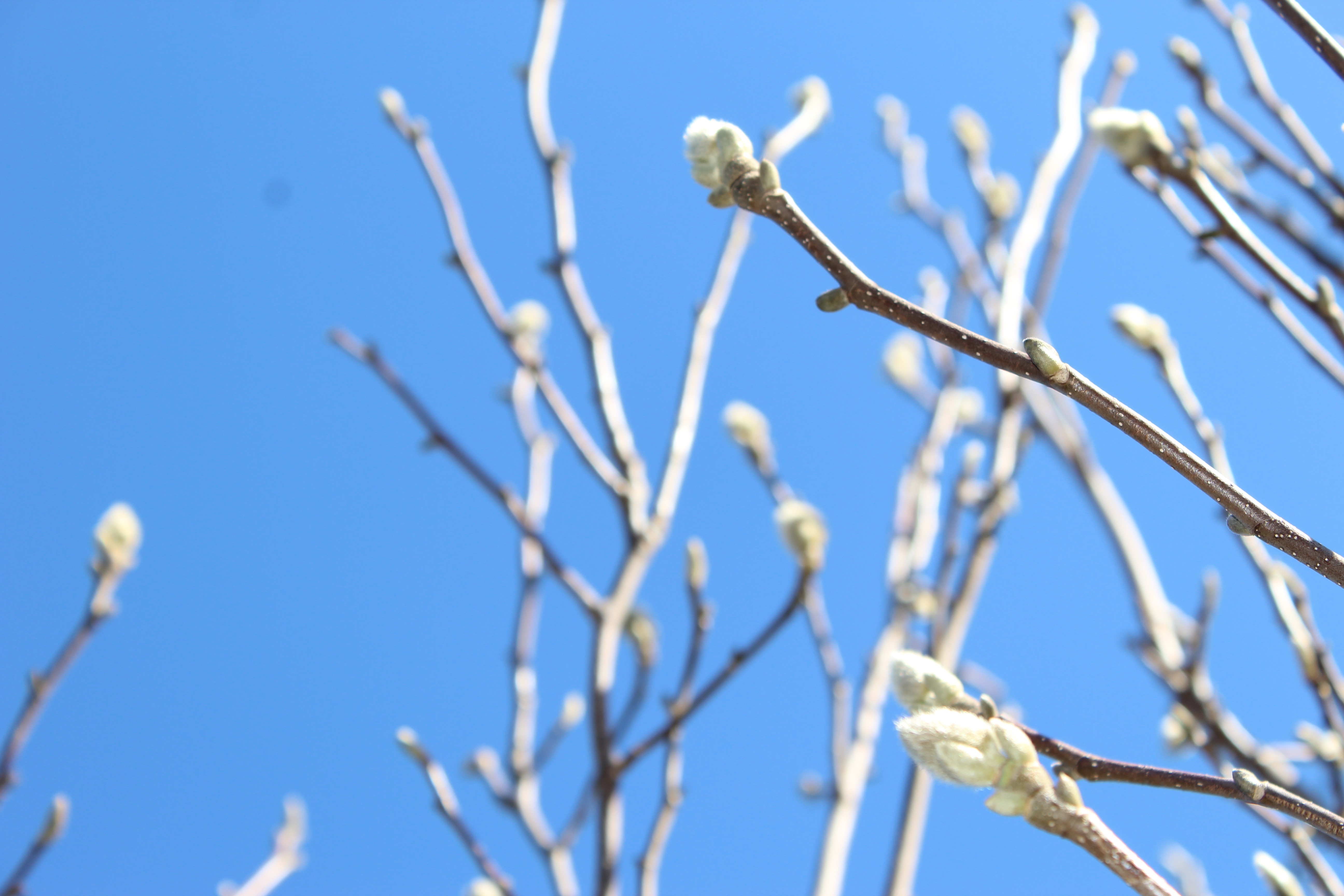 白木蓮（はくもくれん）の蕾はまだ固く、熟成してきていますが、開花はもう少し先ですね。