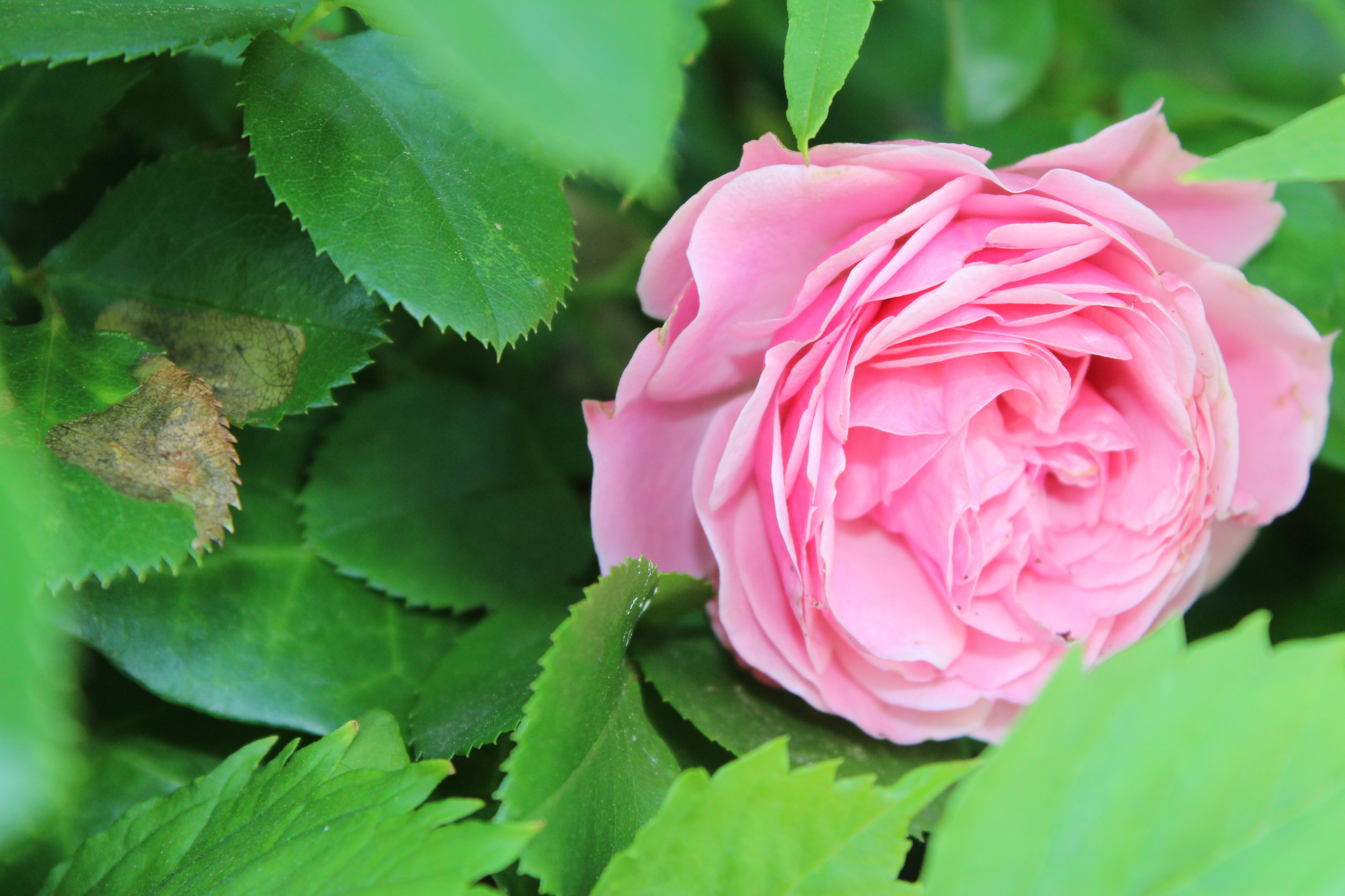 返り咲きの薔薇、レオナルドダビンチの花は初めて見ました。