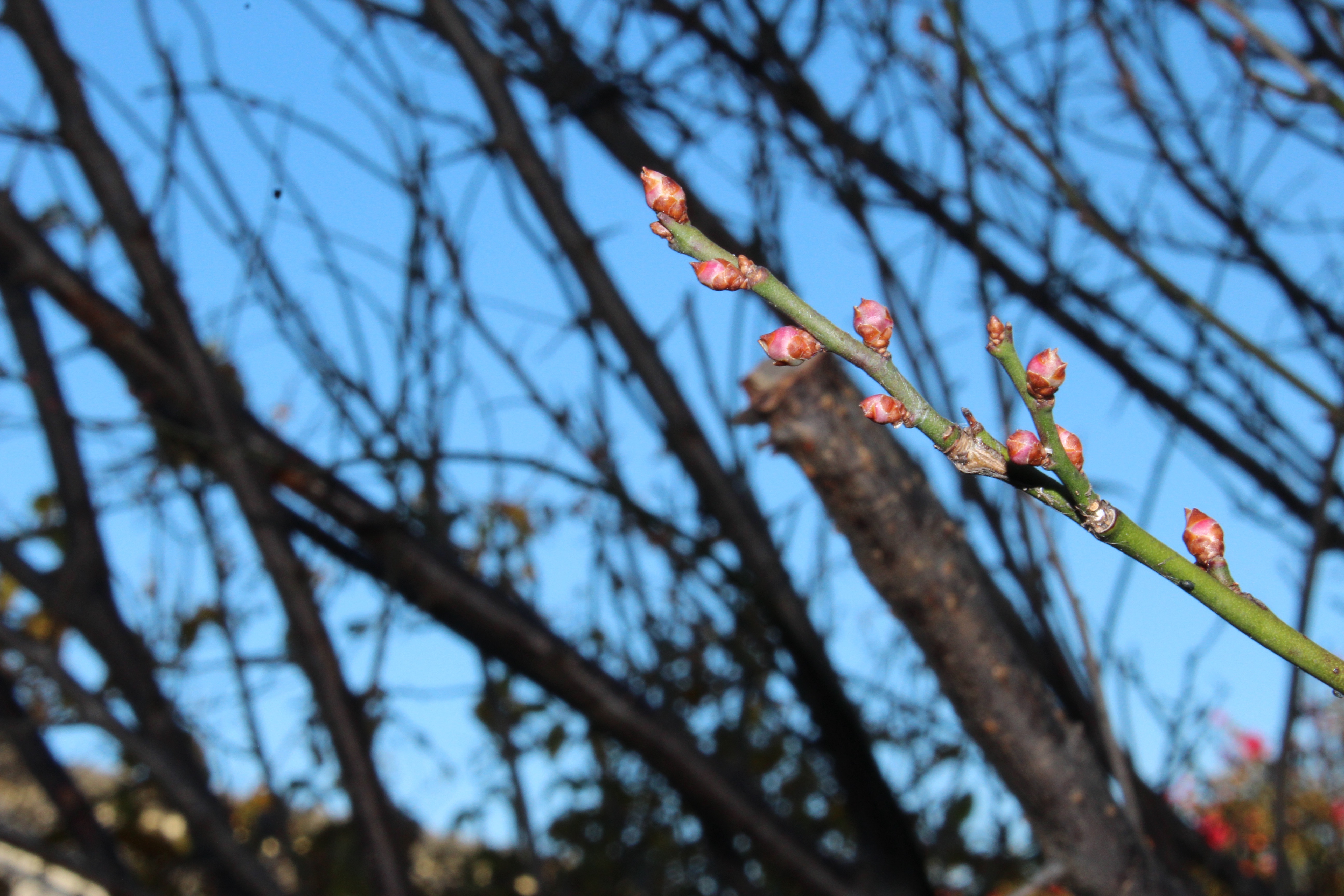 早春の庭を彩ってくれる紅梅（こうばい）の蕾も膨らんできています。