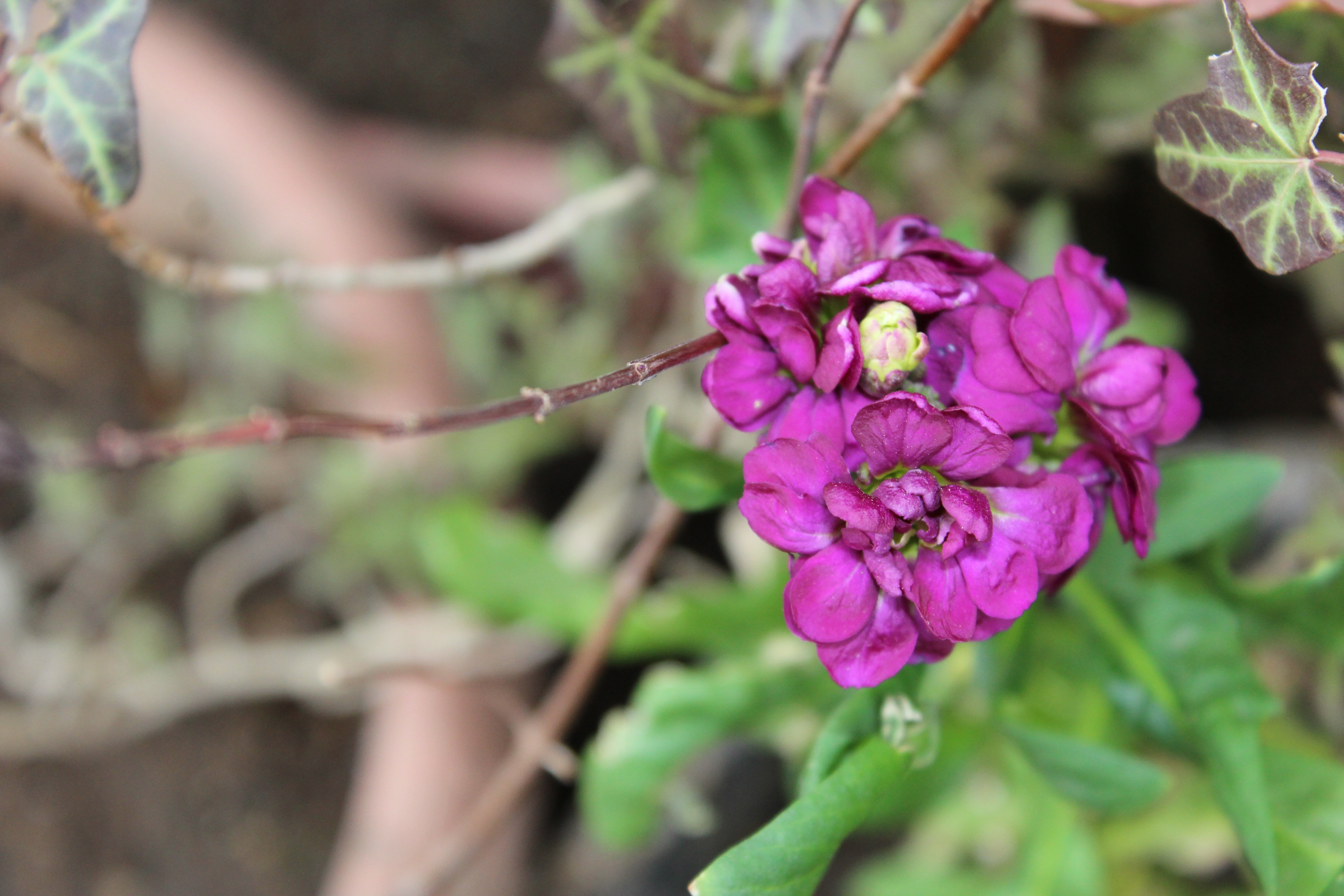 夏越しして咲いてきた、紫羅欄花（あらせいとう）ストックの花です。