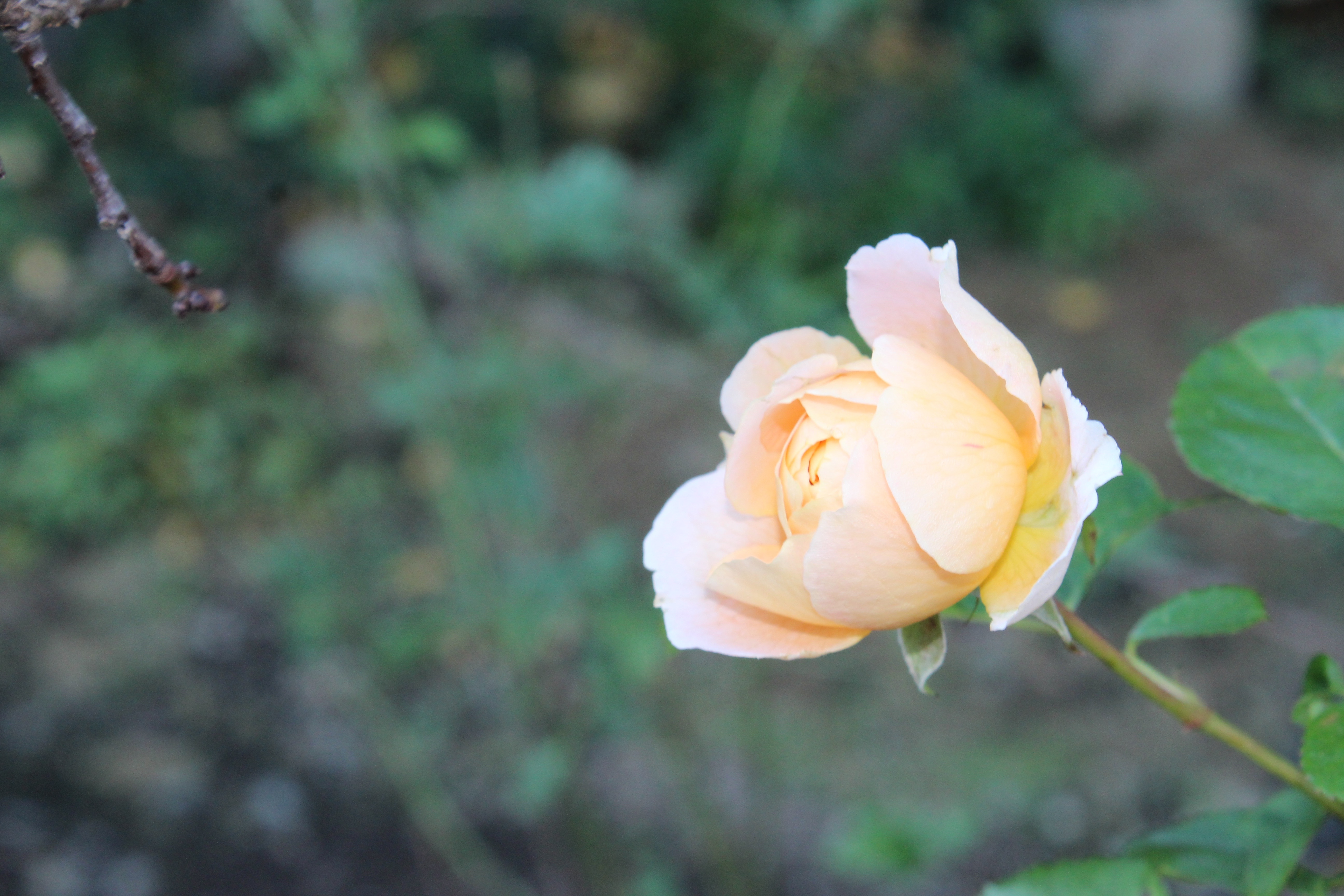 繰り返し咲きの薔薇、ダニー・ハーンのアプリコット色の可愛い花が、一輪だけ咲いていました。