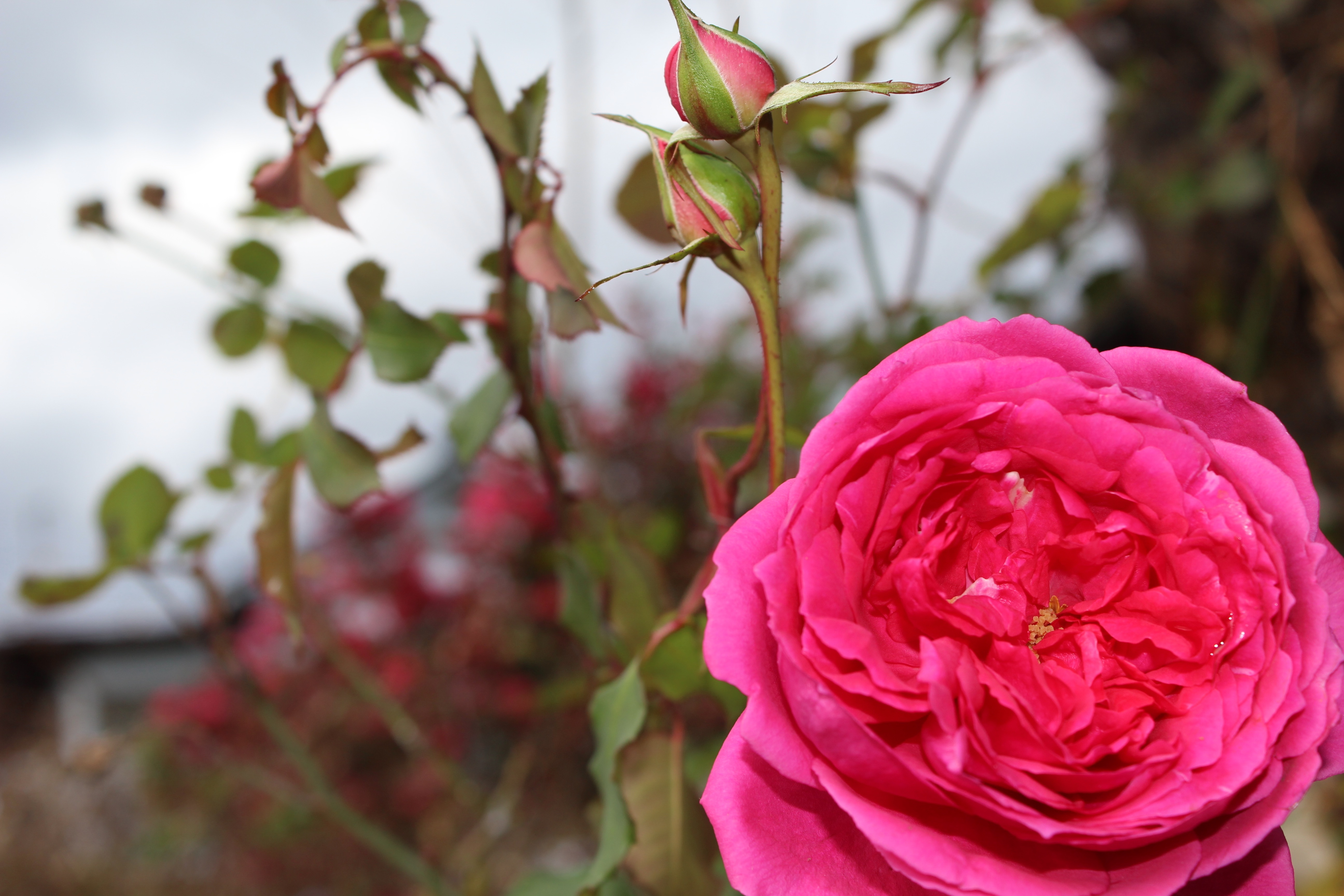 四季咲きの薔薇、パレードの美しい花が一輪咲いていました。