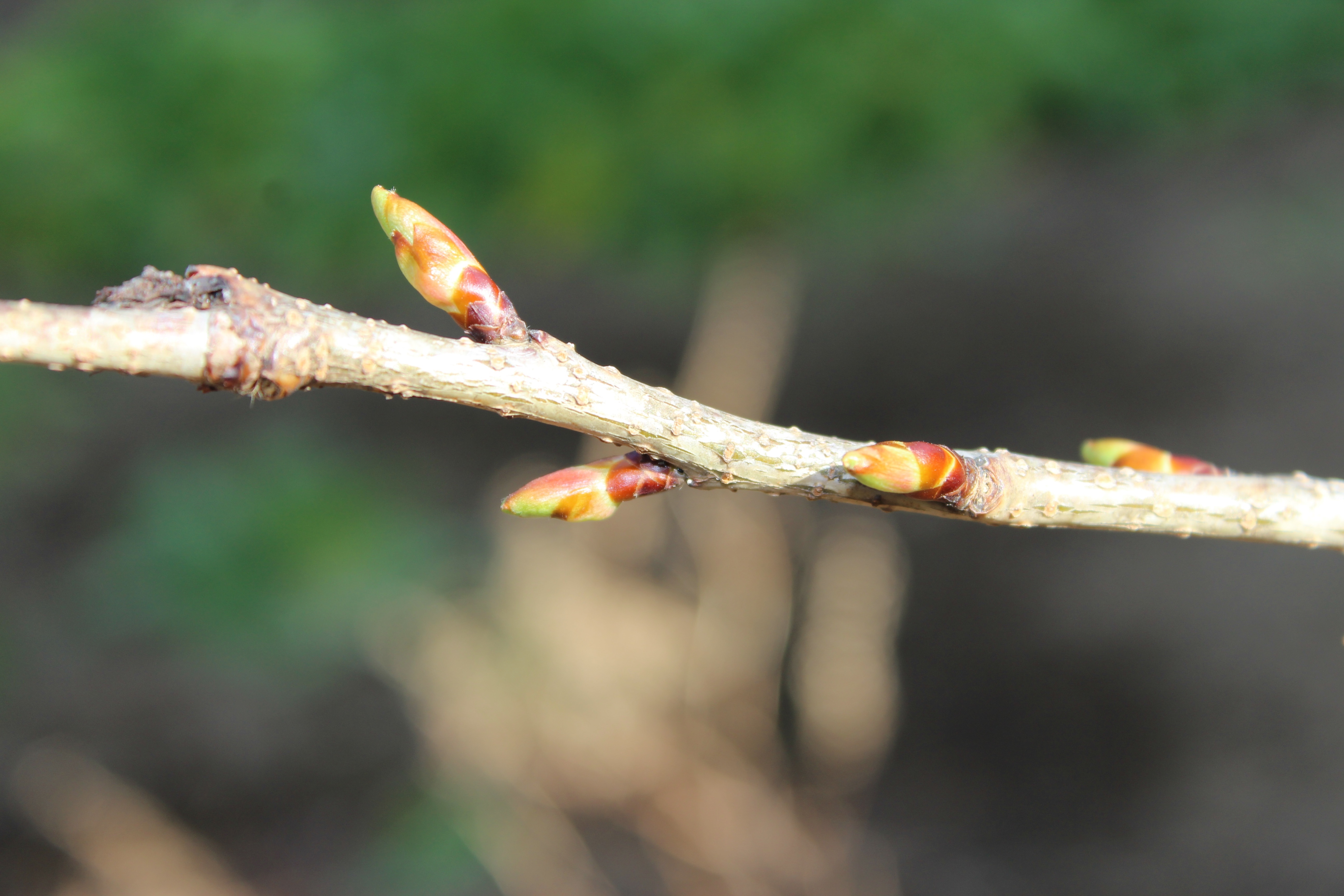 いよいよ河津桜（かわづざくら）が芽吹きの時を迎えているようです。