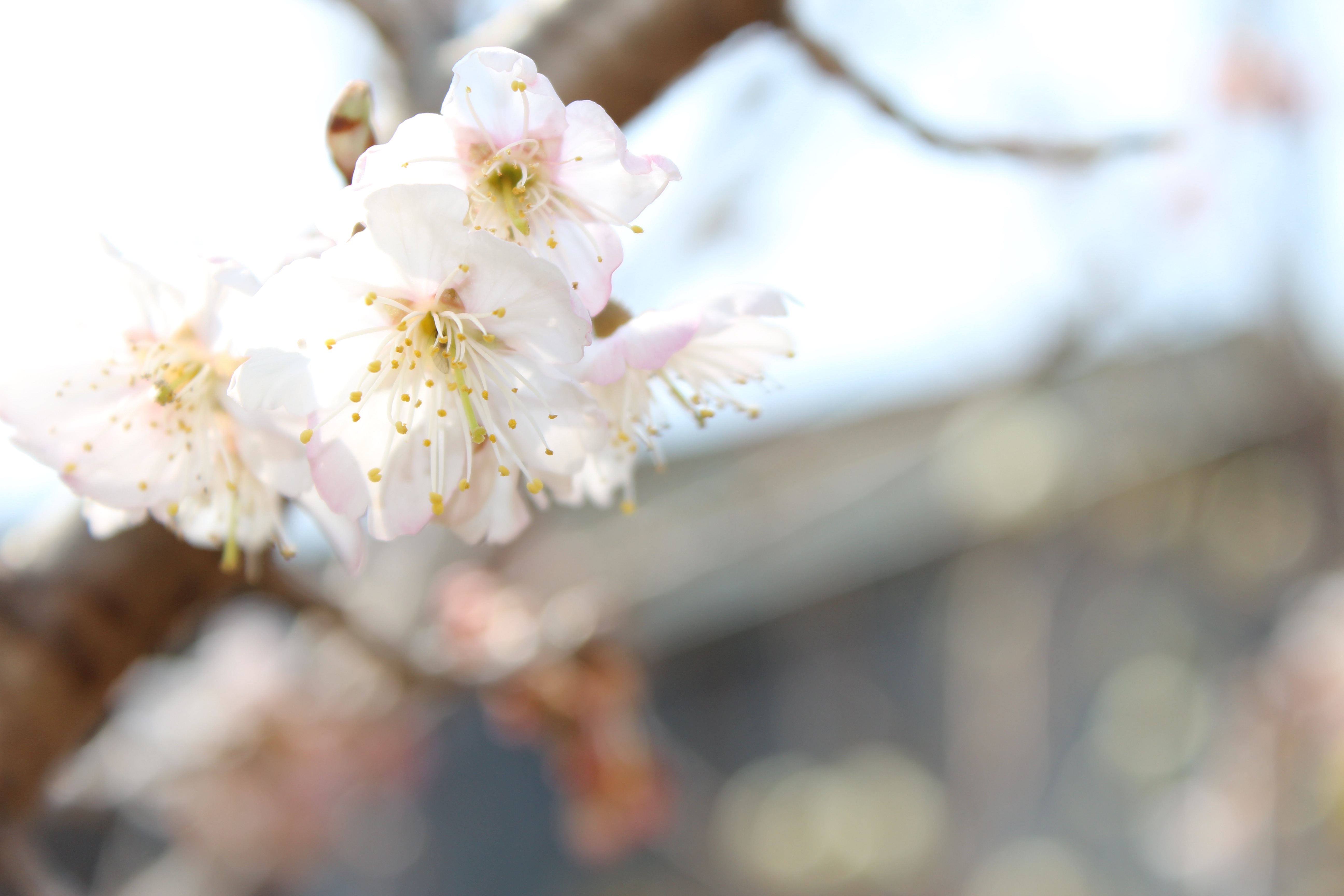 桜桃（さくらんぼ）の花が、一気に咲き出してきました。