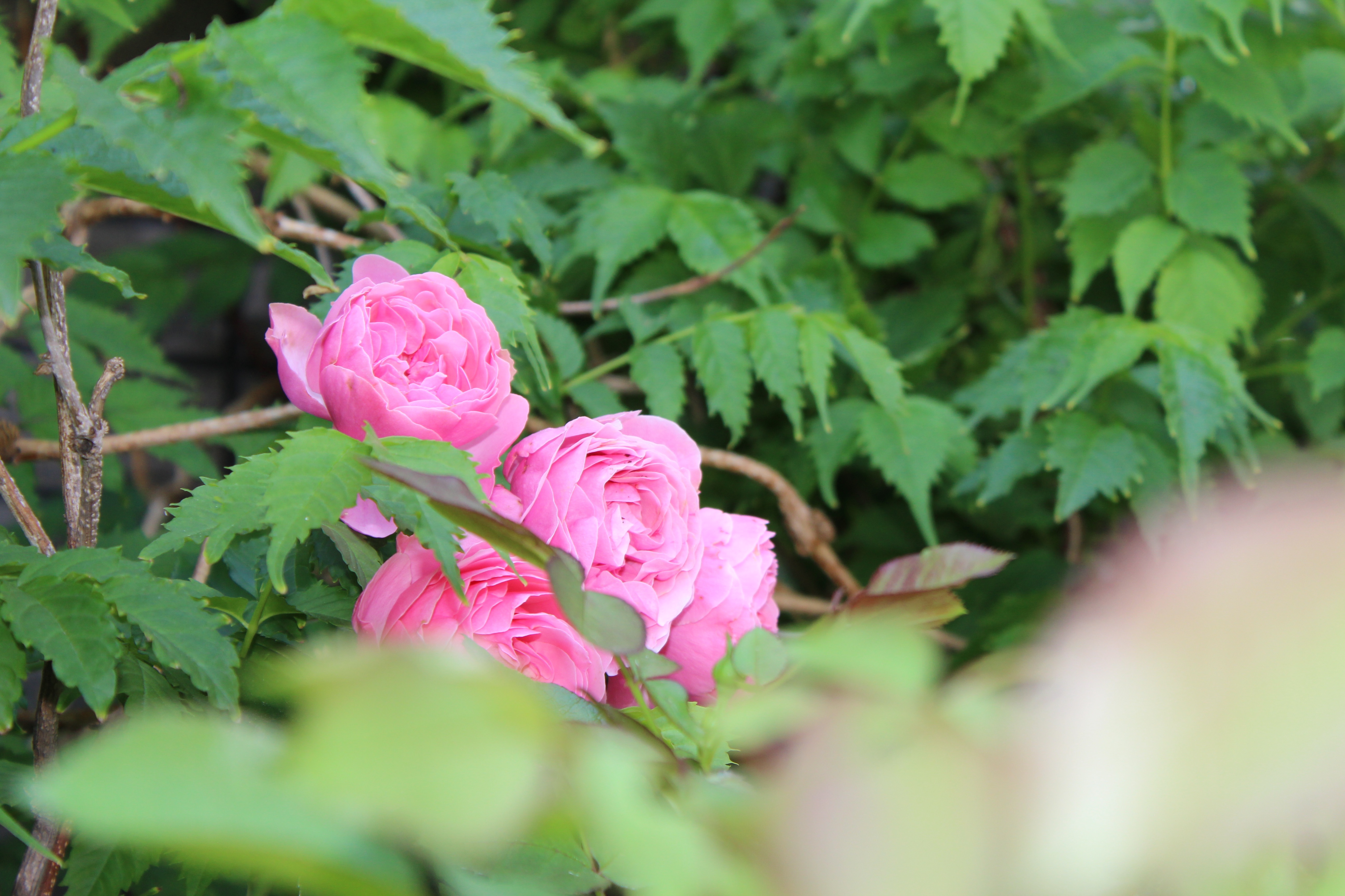 返り咲きの薔薇、レオナルドダビンチの花は初めて見ました。