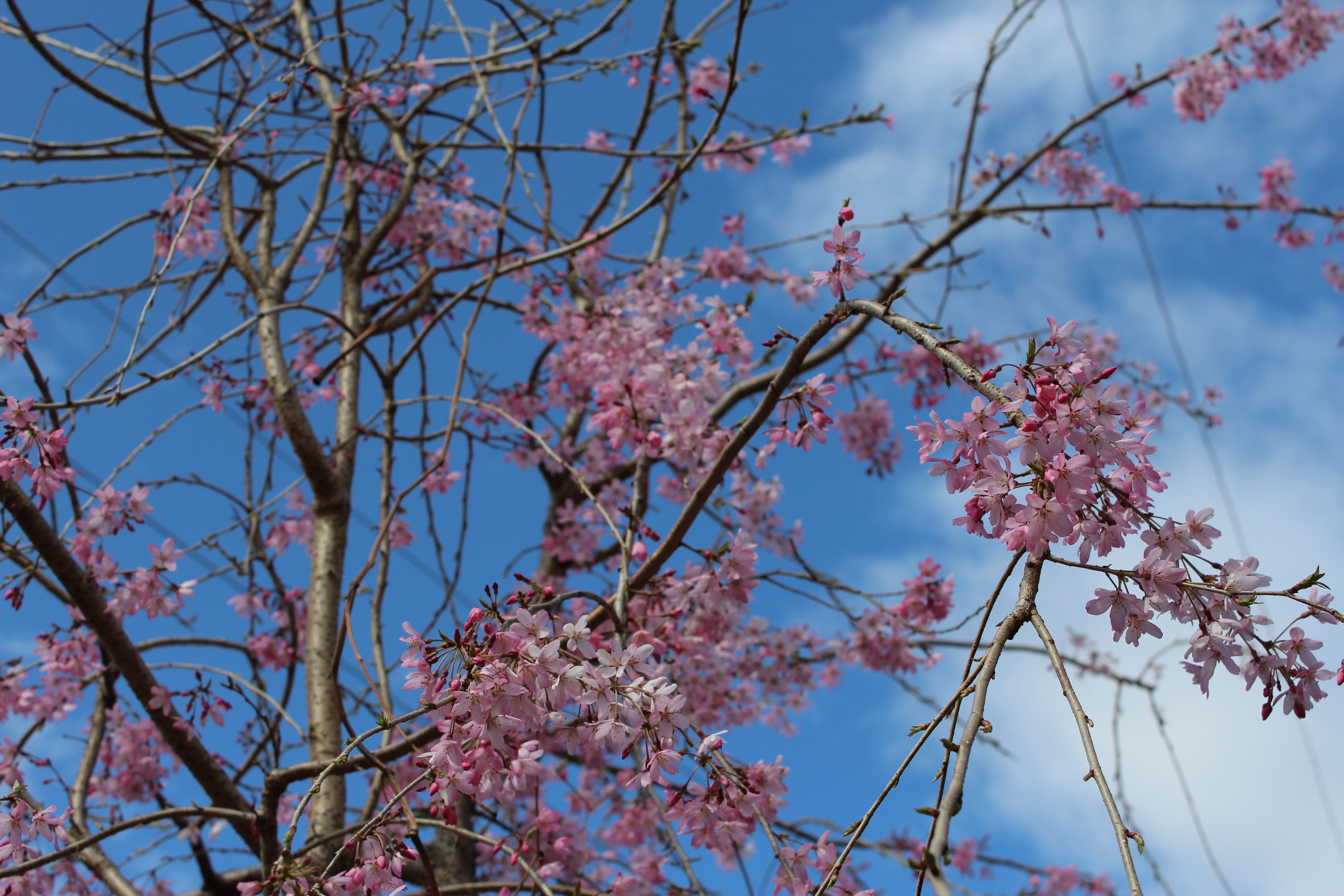 一気に満開を迎えた、枝垂れ桜です。