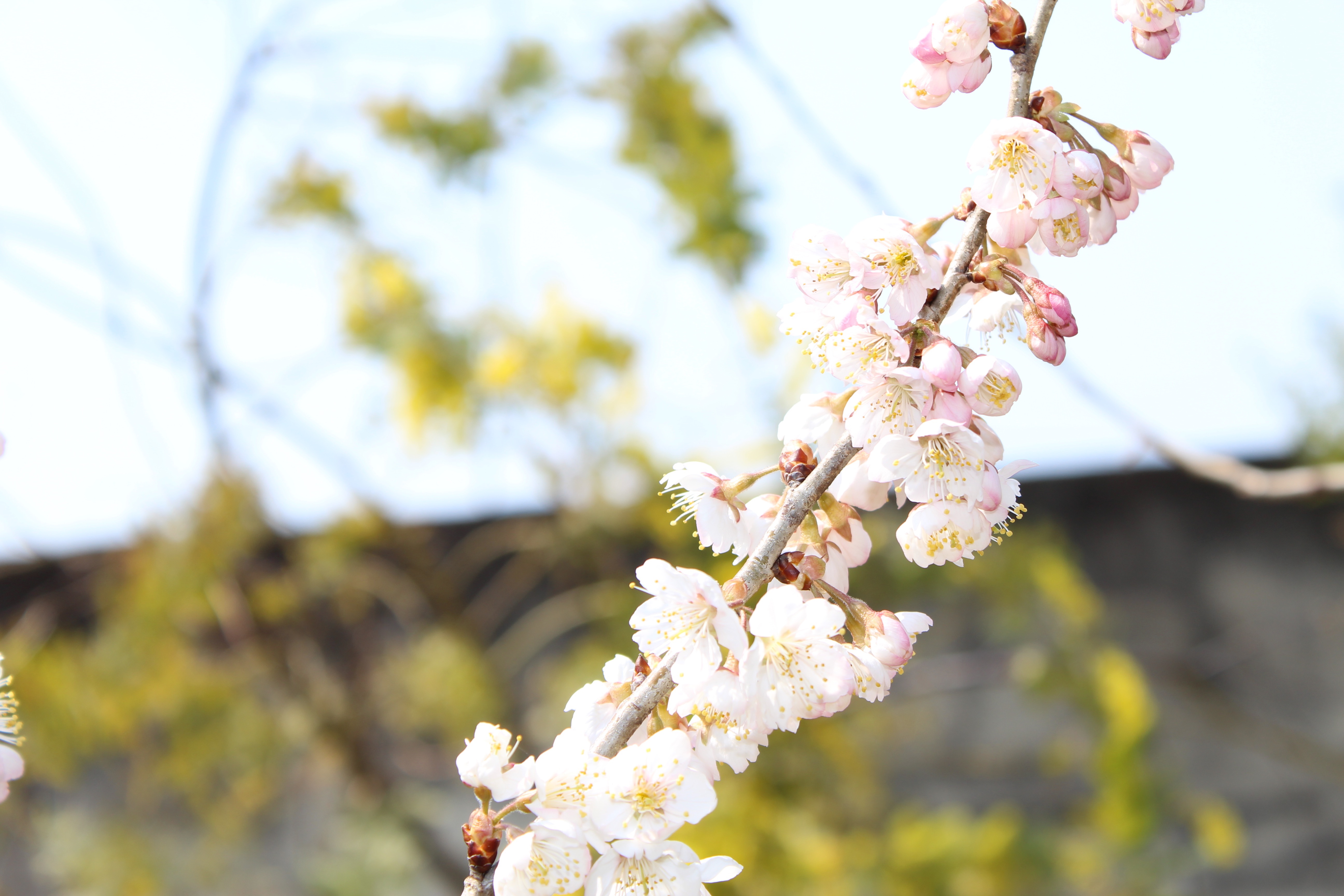 桜桃（さくらんぼ）の花が、一気に咲き出してきました。