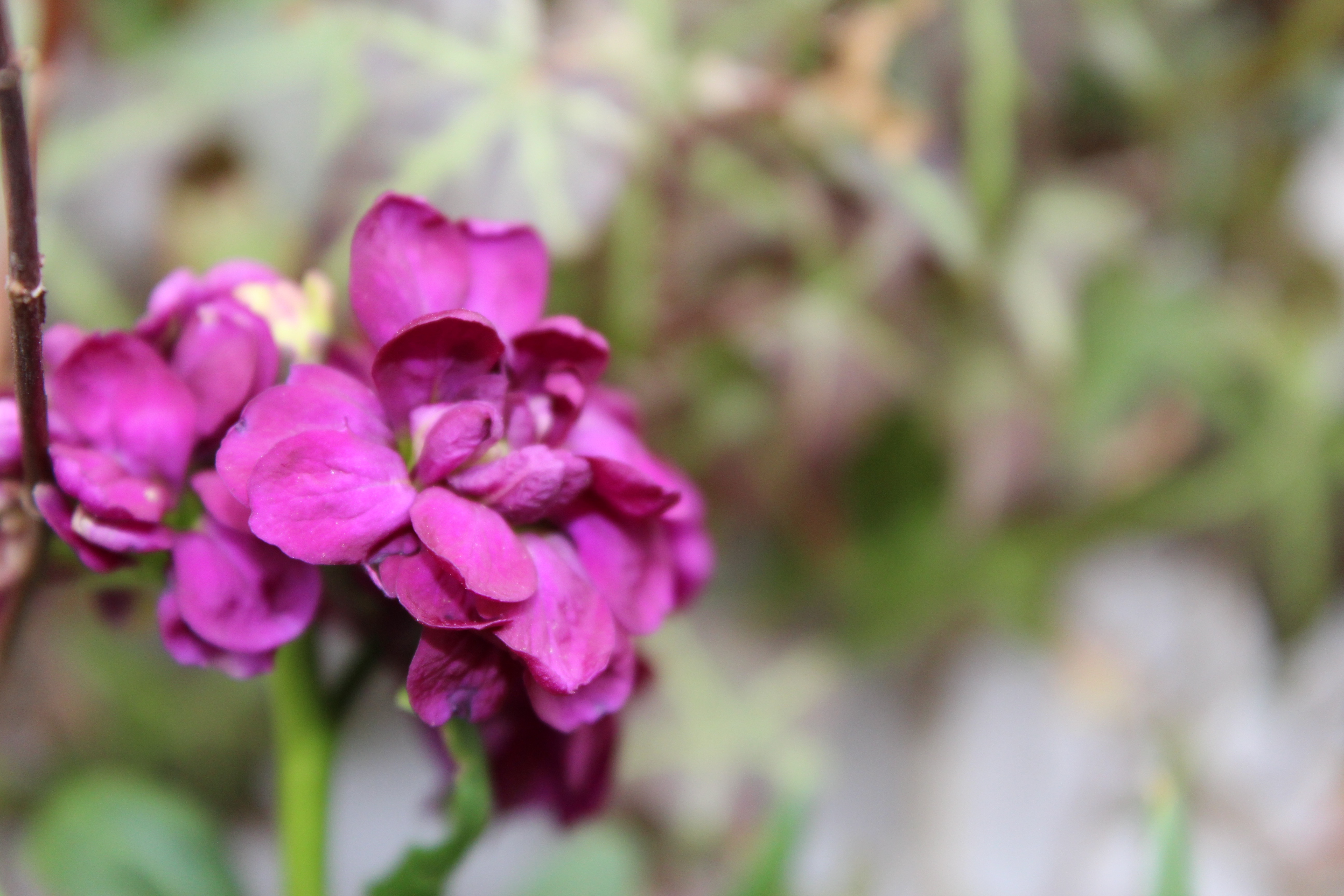 夏越しして咲いてきた、紫羅欄花（あらせいとう）ストックの花です。