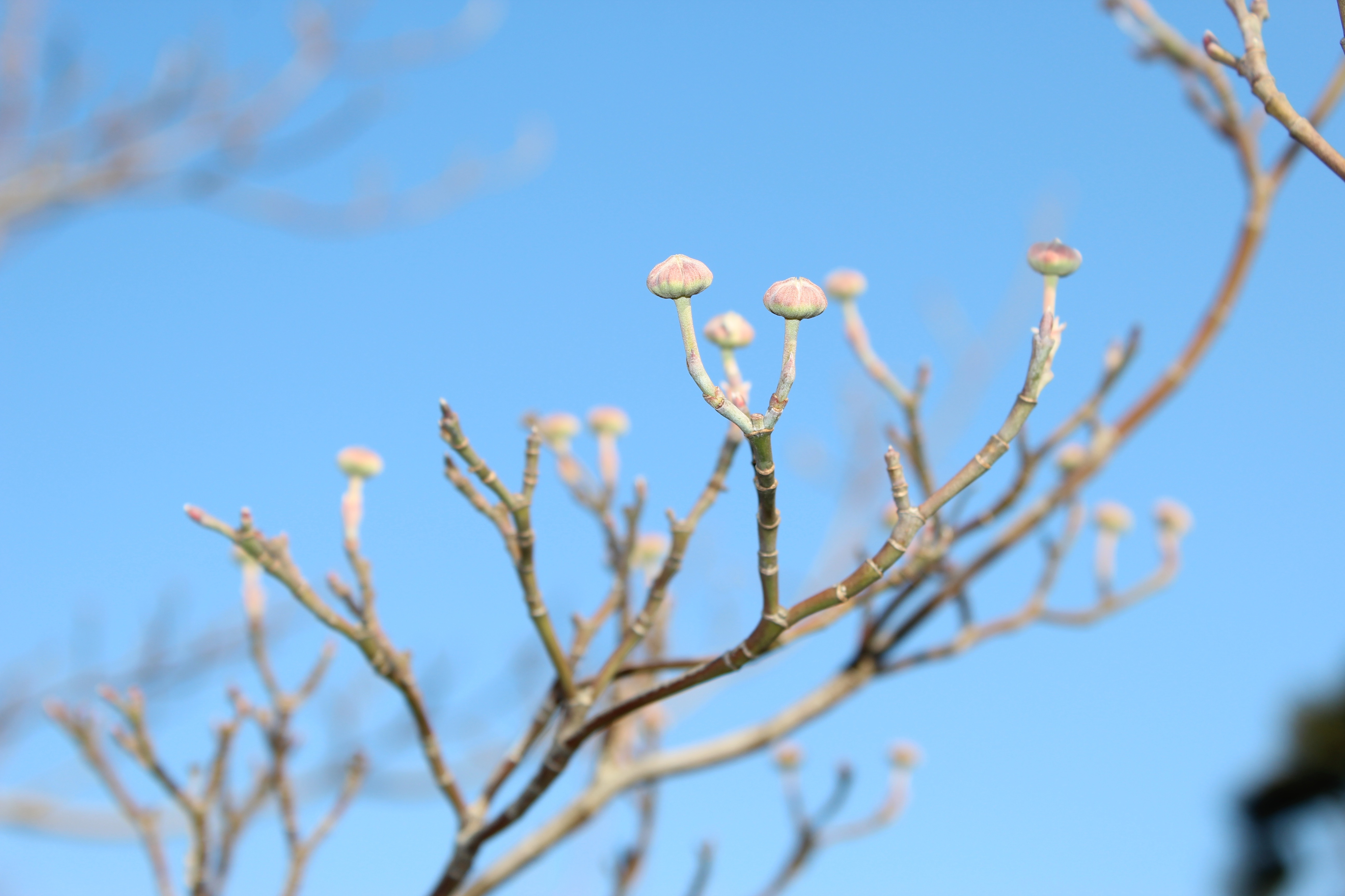 今日の誕生花の花水木（はなみずき）は、早くから春の準備は完了していて、出待ちです。