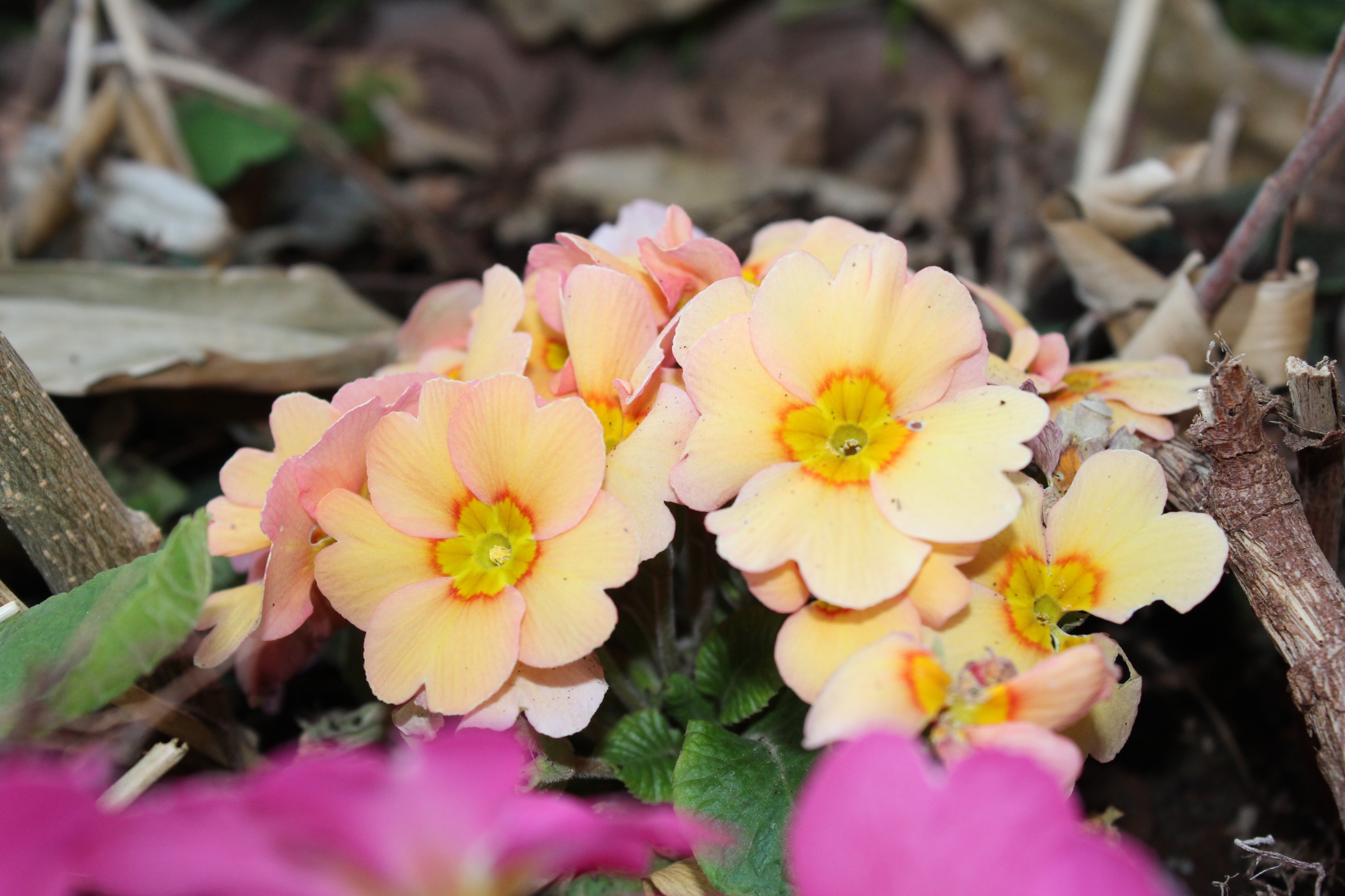 寒くなるほどに、プリムラ・ジュリアンの花の温かさが身にしみてきますね。