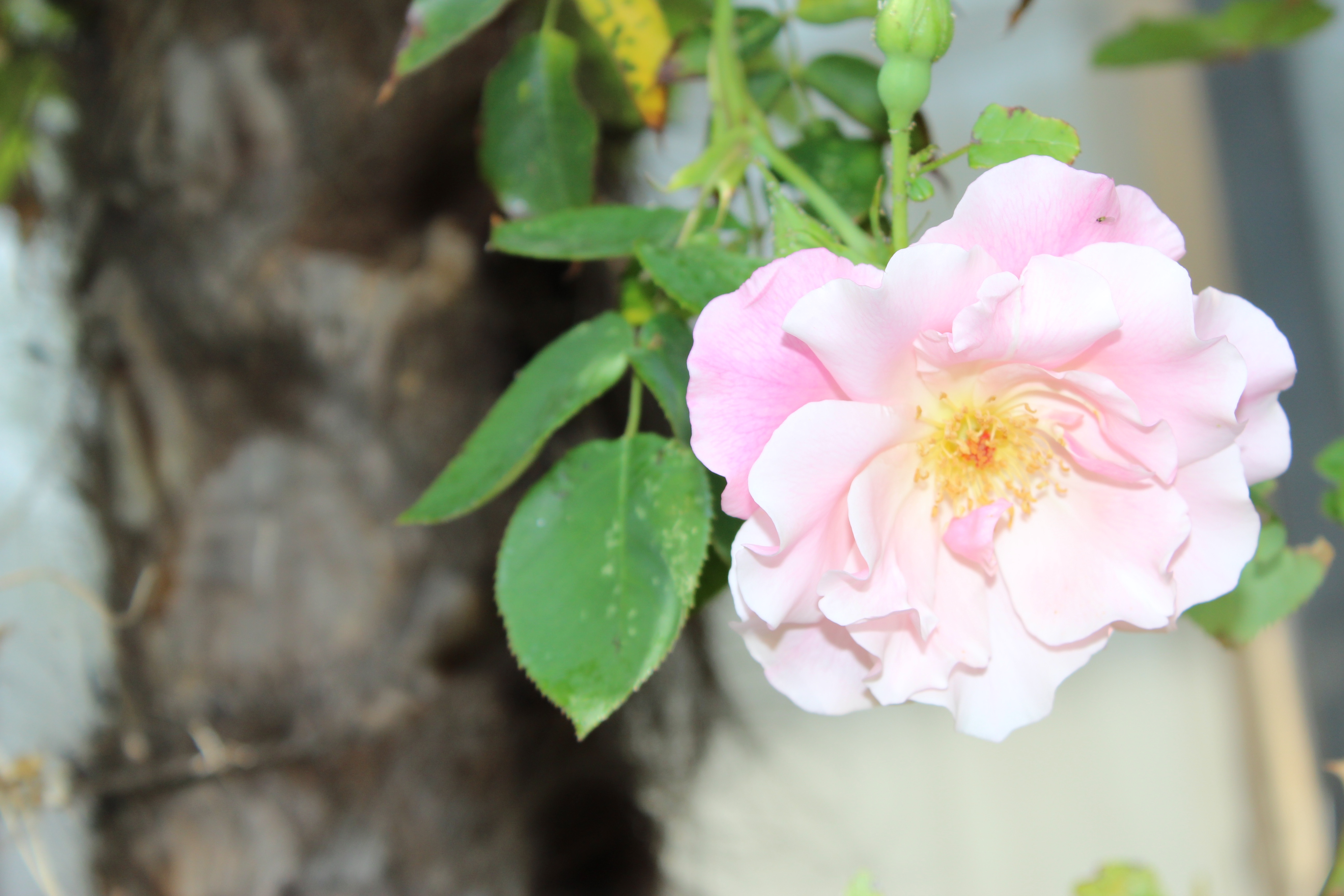 スパニッシュ・ビューティーが、今年の最初の薔薇の開花になりました。
