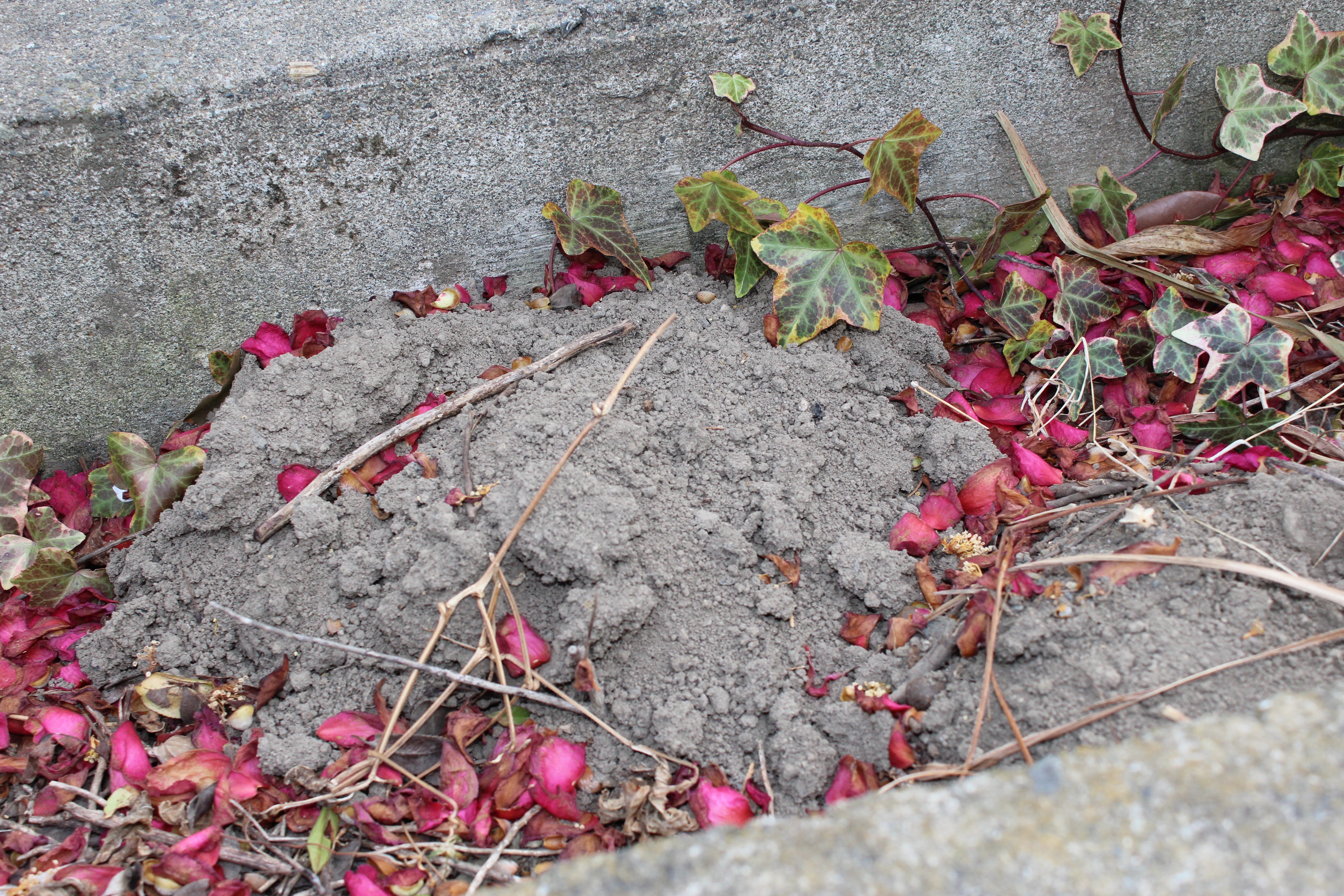 冬の風物詩になっている、モグラ塚が今年もたくさん盛り上がっています。