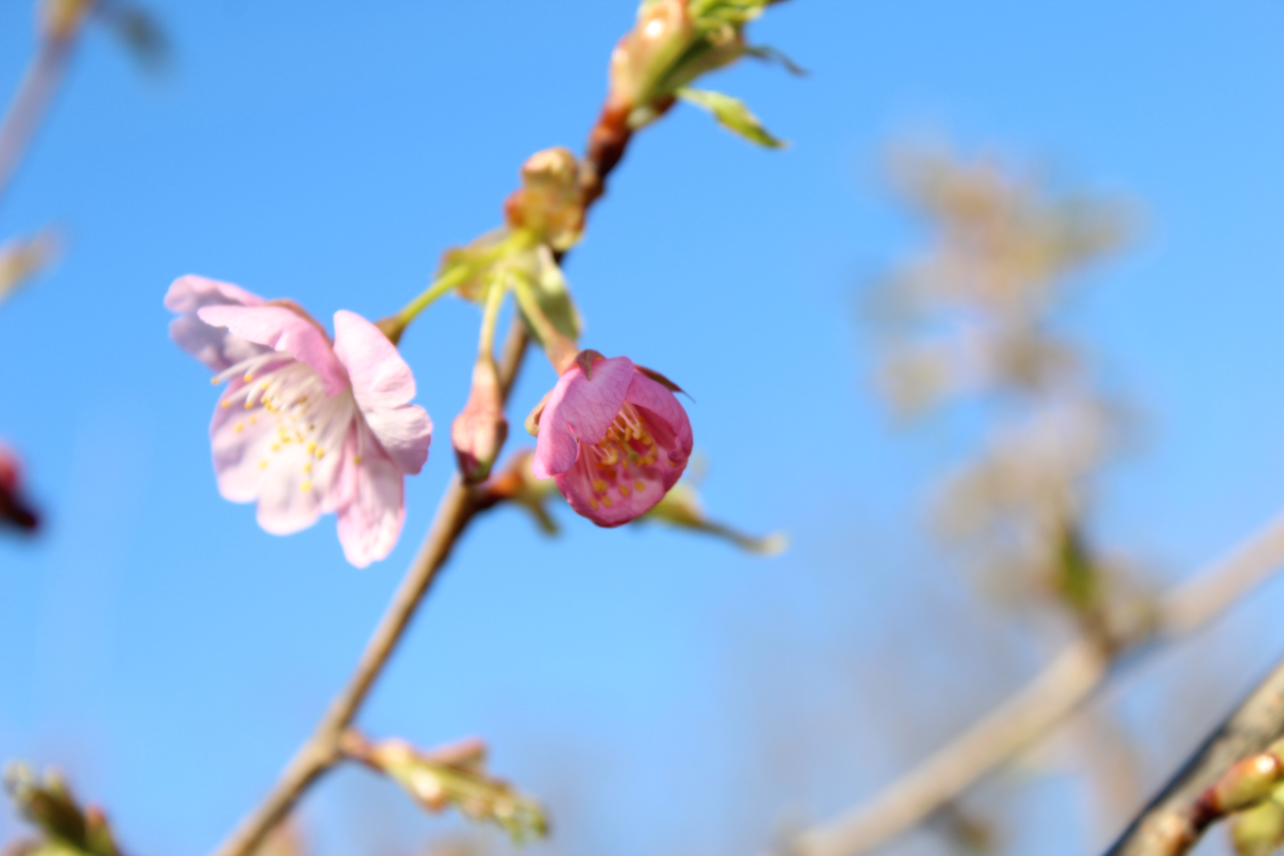 河津桜（かわづざくら）が開花しました。